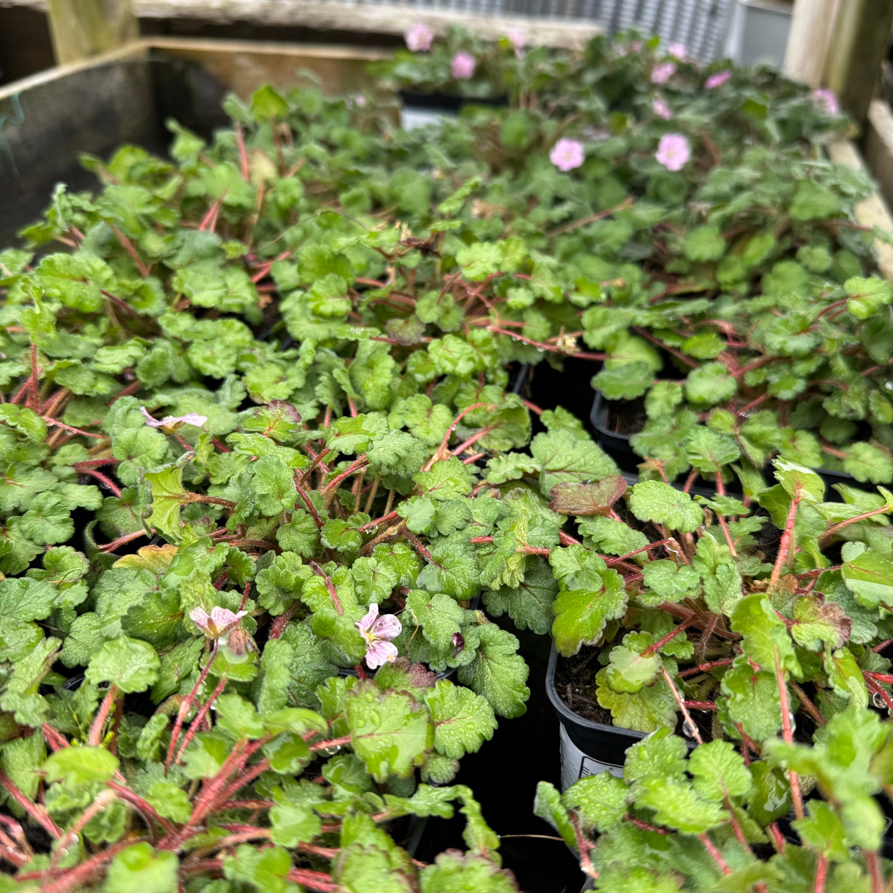 Erodium variabile 'Bishop's Form'