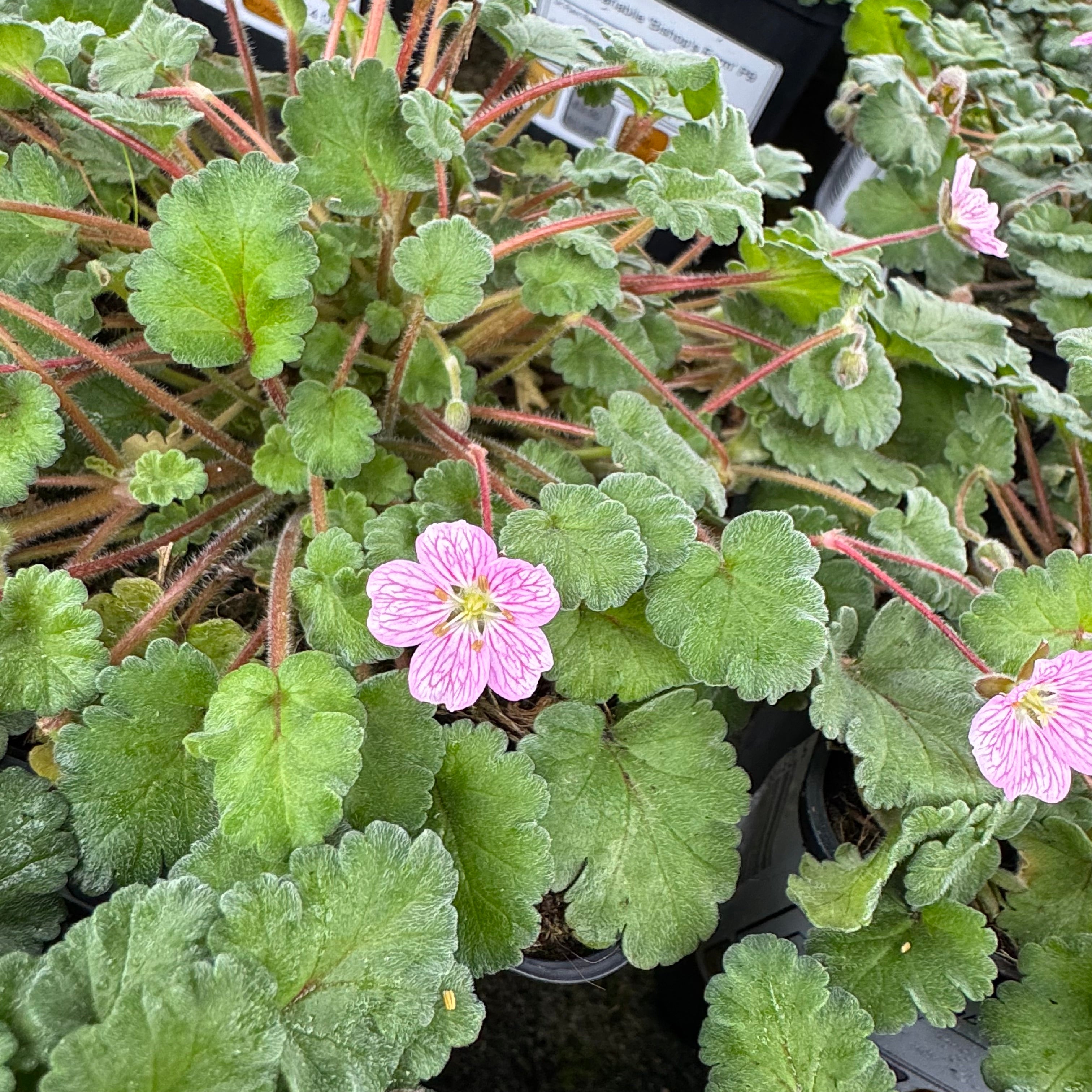 Erodium variabile 'Bishop's Form'