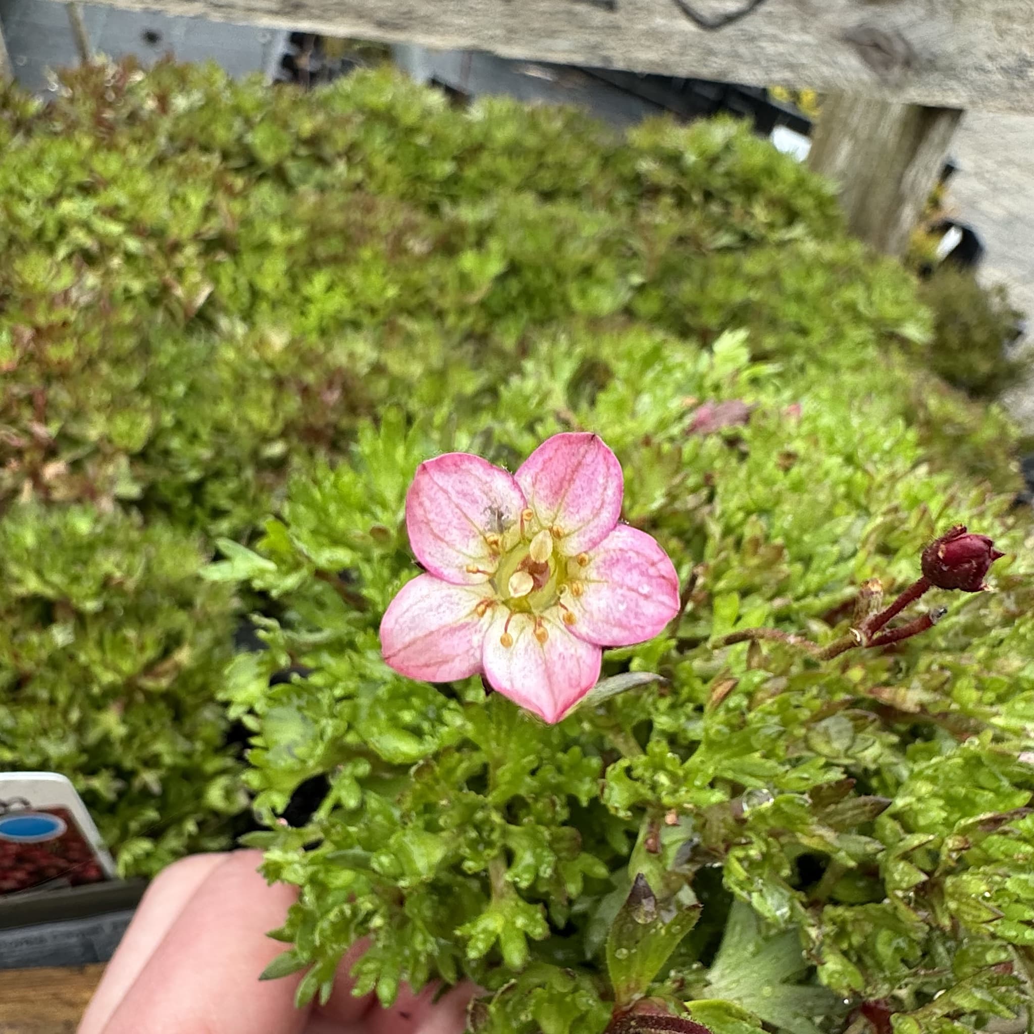Saxifraga arendsii 'Purple Carpet'