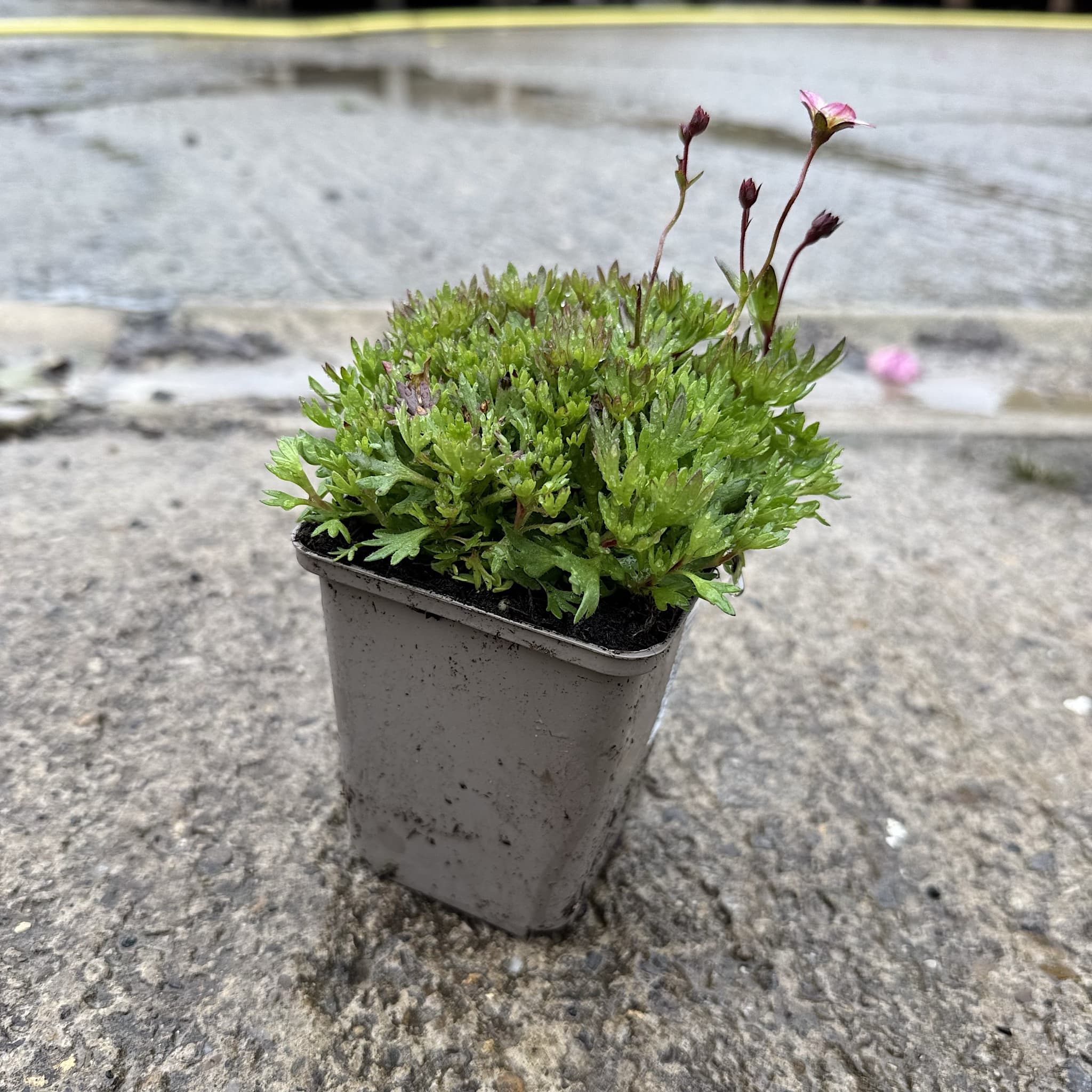 Saxifraga arendsii 'Purple Carpet'