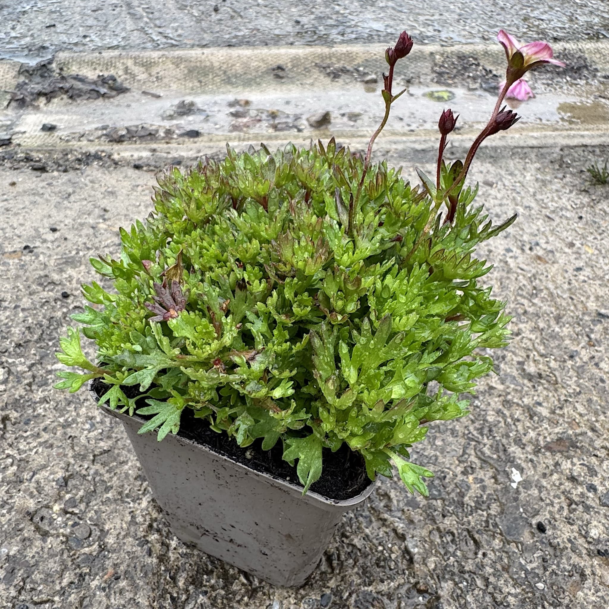 Saxifraga arendsii 'Purple Carpet'