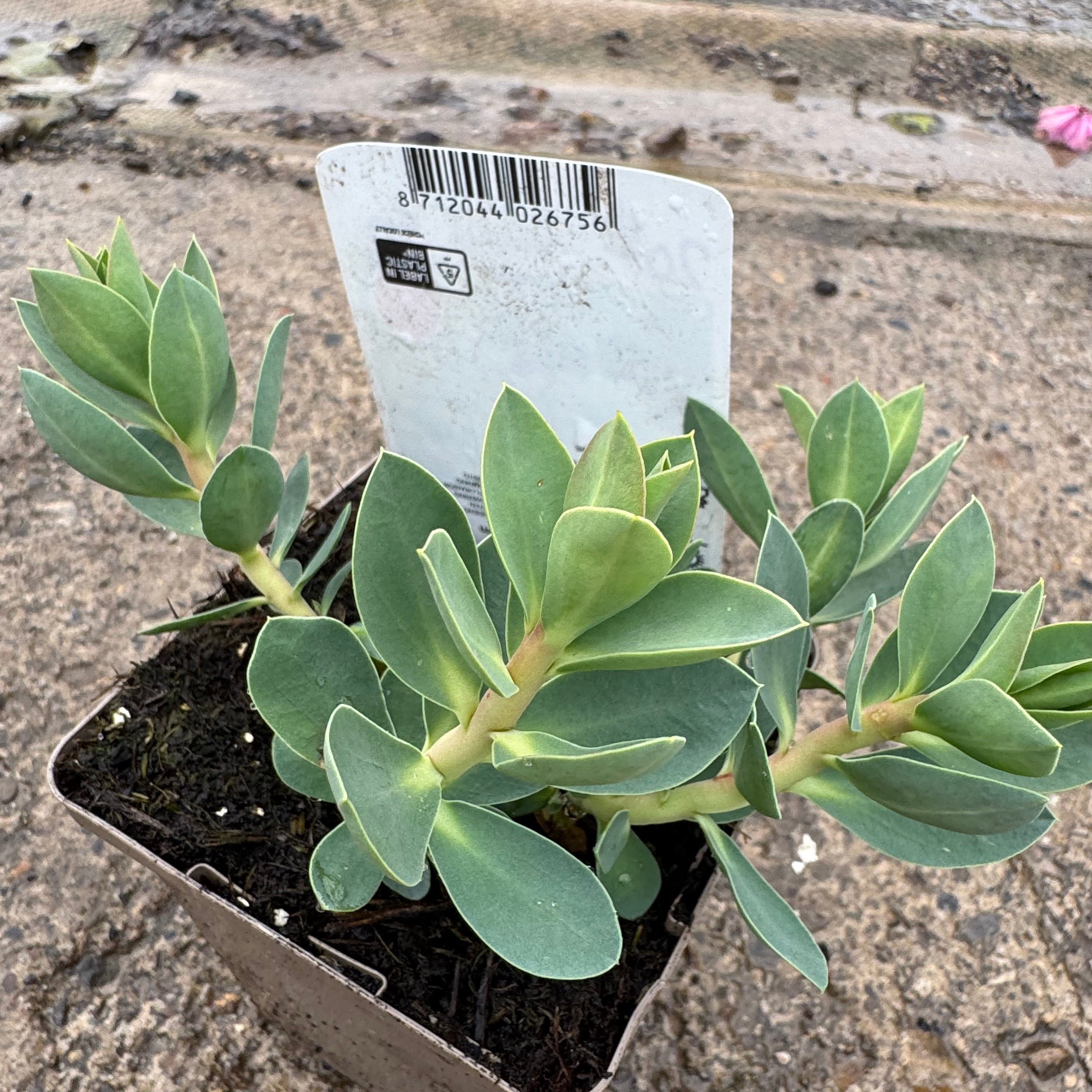 Euphorbia myrsinites
