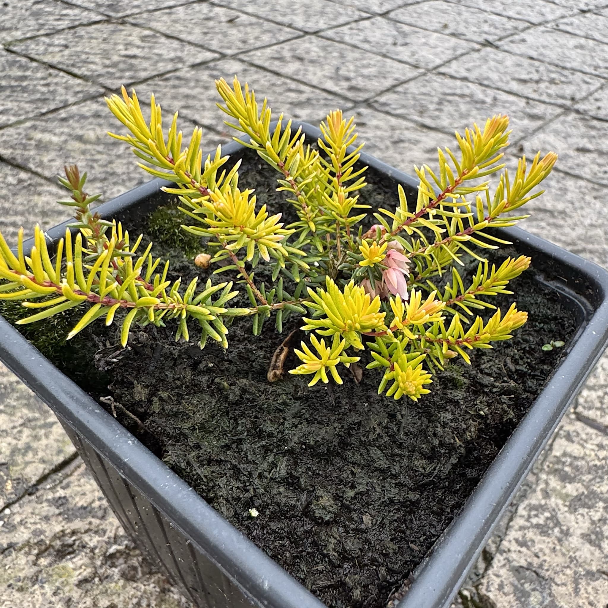 Erica carnea 'Foxhollow'