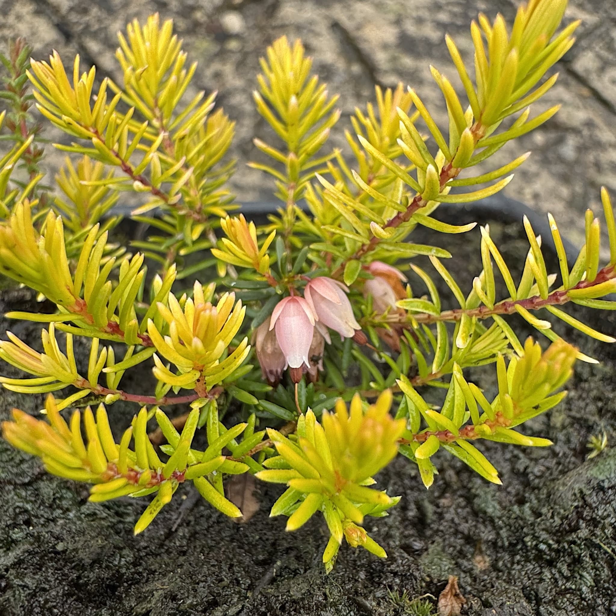 Erica carnea 'Foxhollow'
