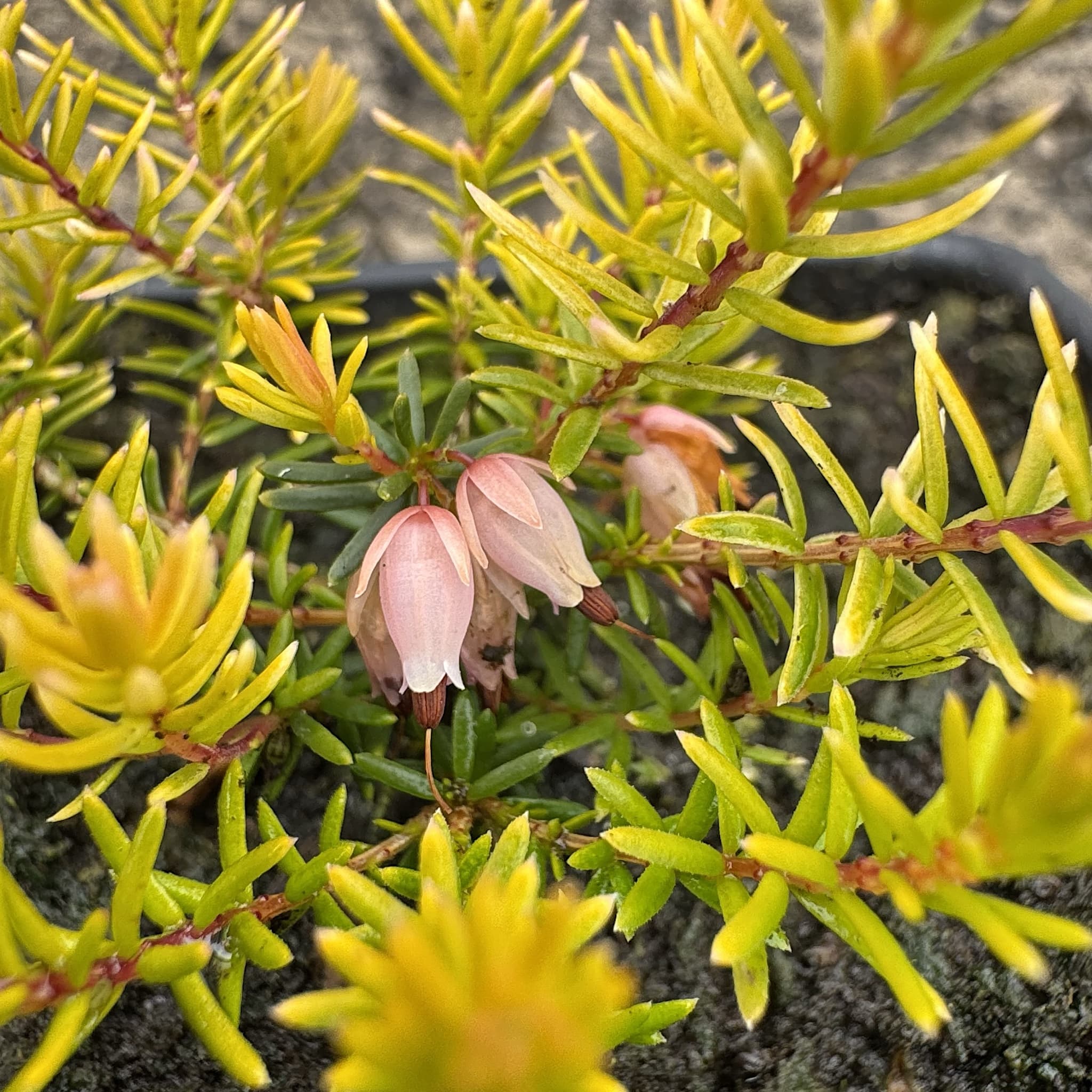 Erica carnea 'Foxhollow'