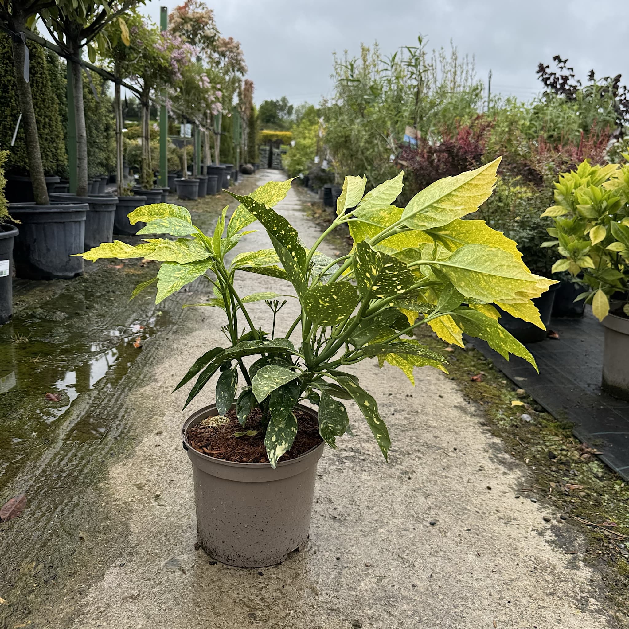 Aucuba jap. 'Crotonifolia'