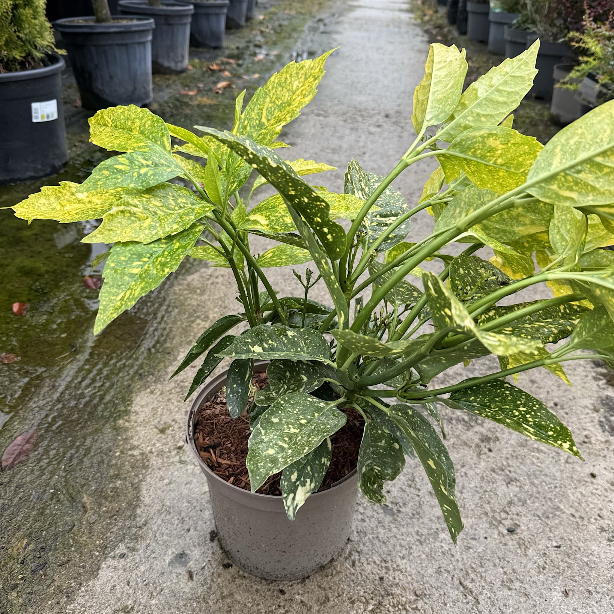 Aucuba jap. 'Crotonifolia'