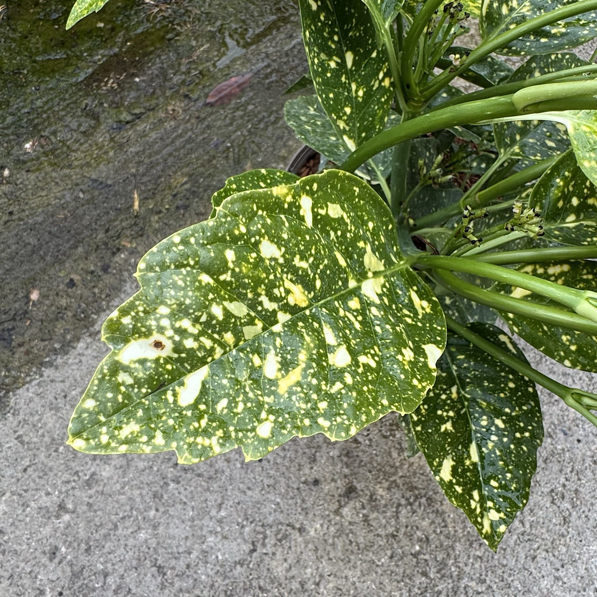 Aucuba jap. 'Crotonifolia'