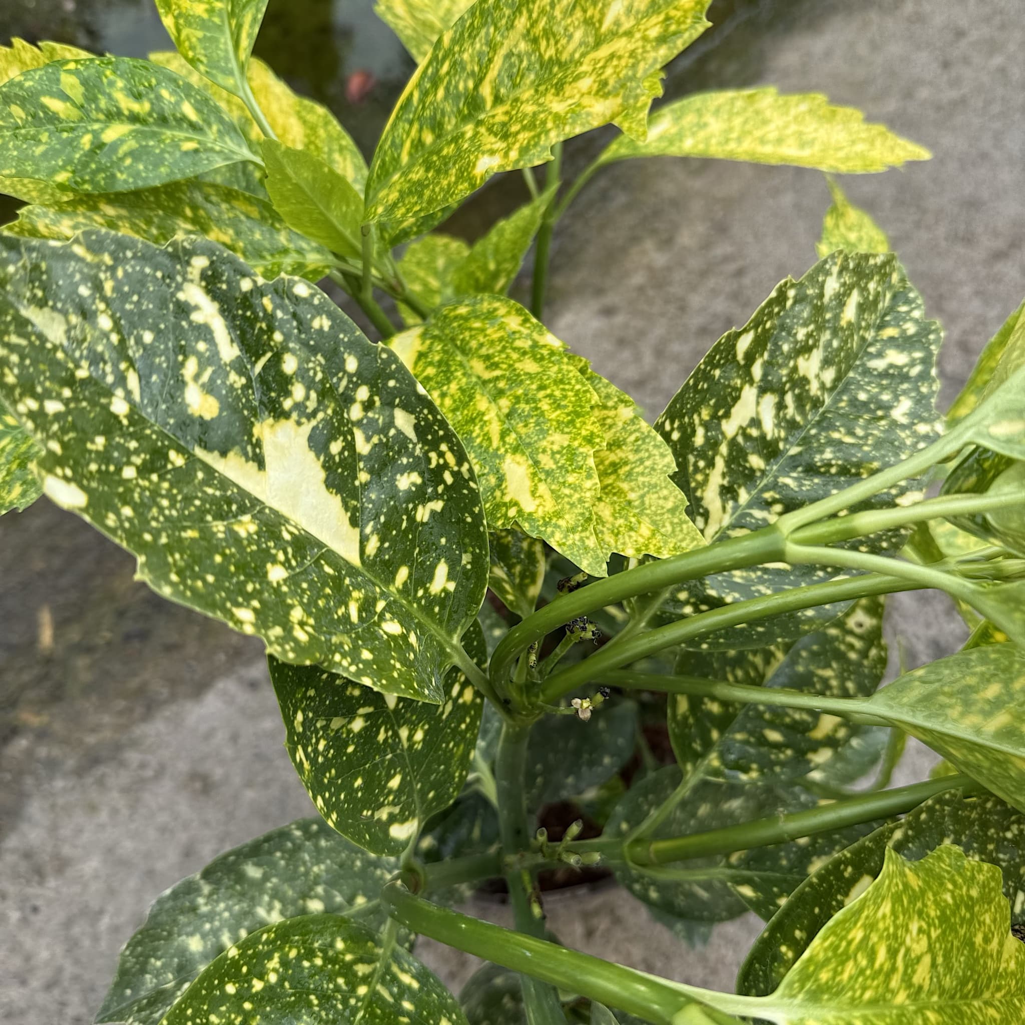 Aucuba jap. 'Crotonifolia'