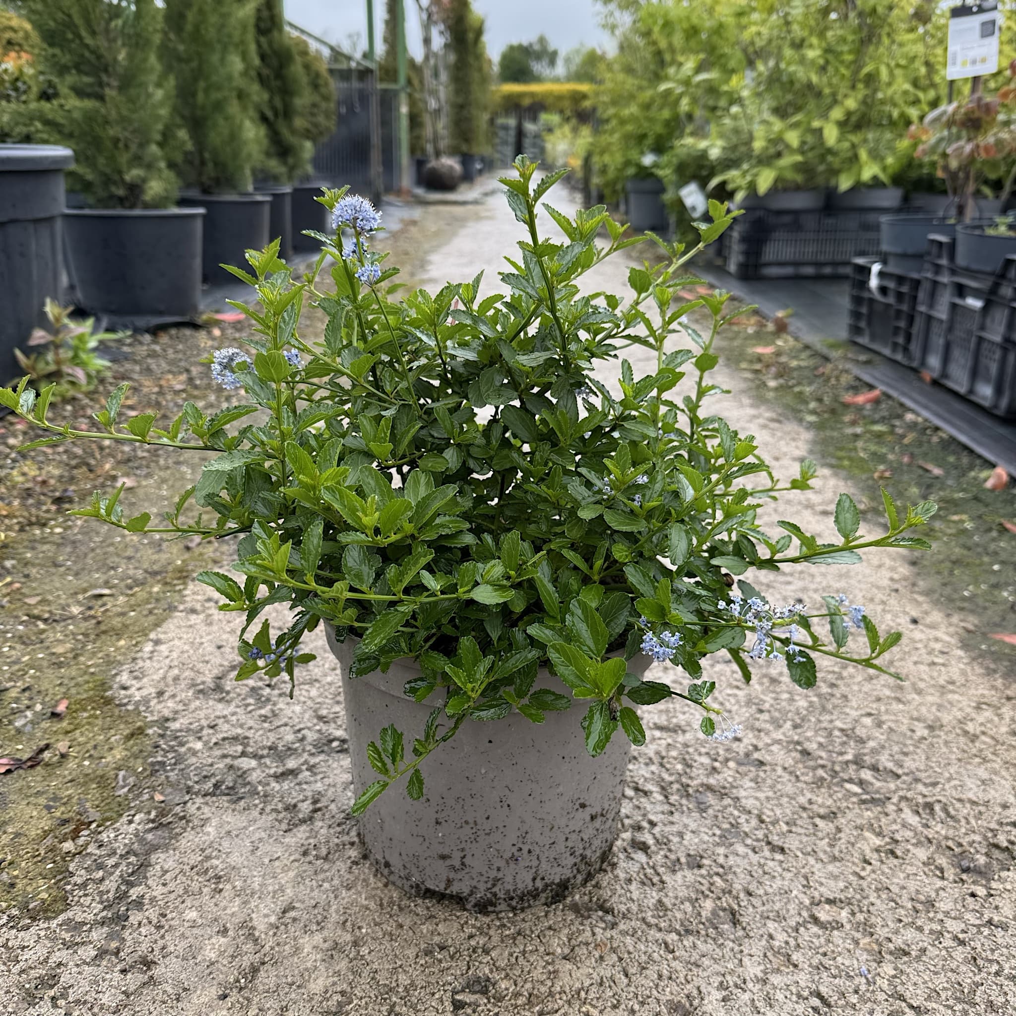 Ceanothus thyrsiflorus repens
