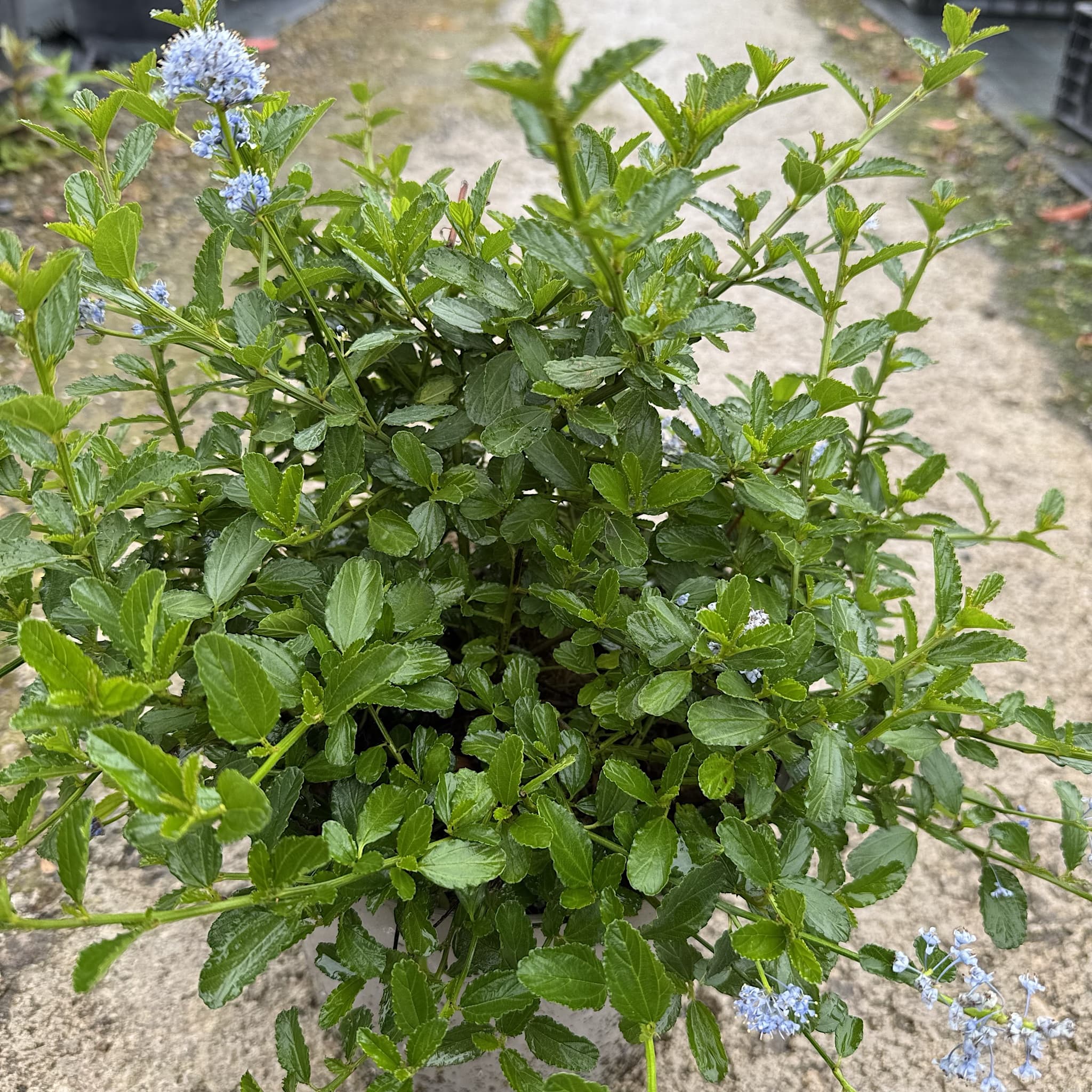 Ceanothus thyrsiflorus repens