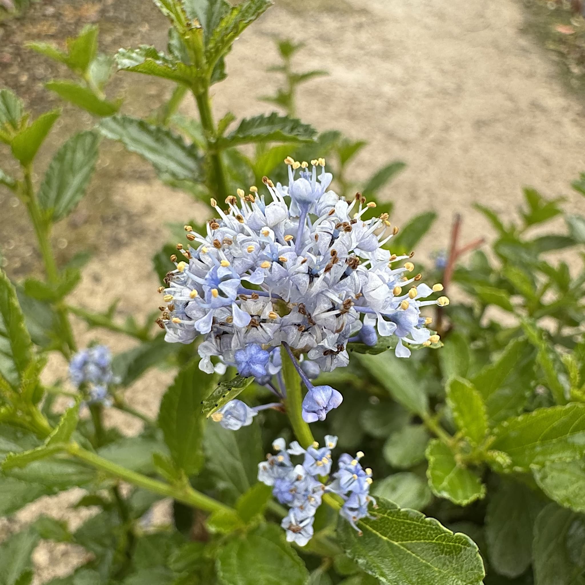 Ceanothus thyrsiflorus repens