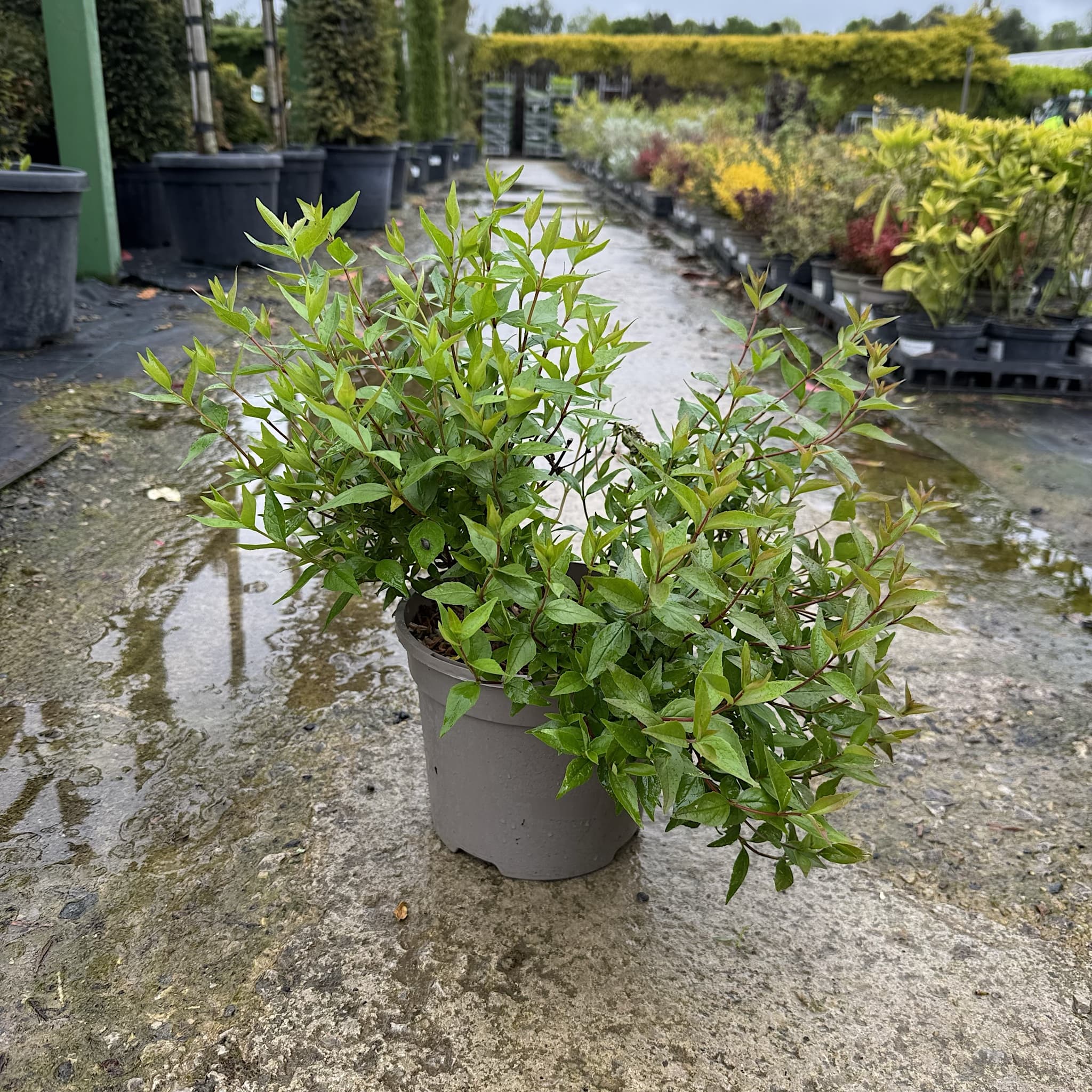 Abelia 'Sherwood'