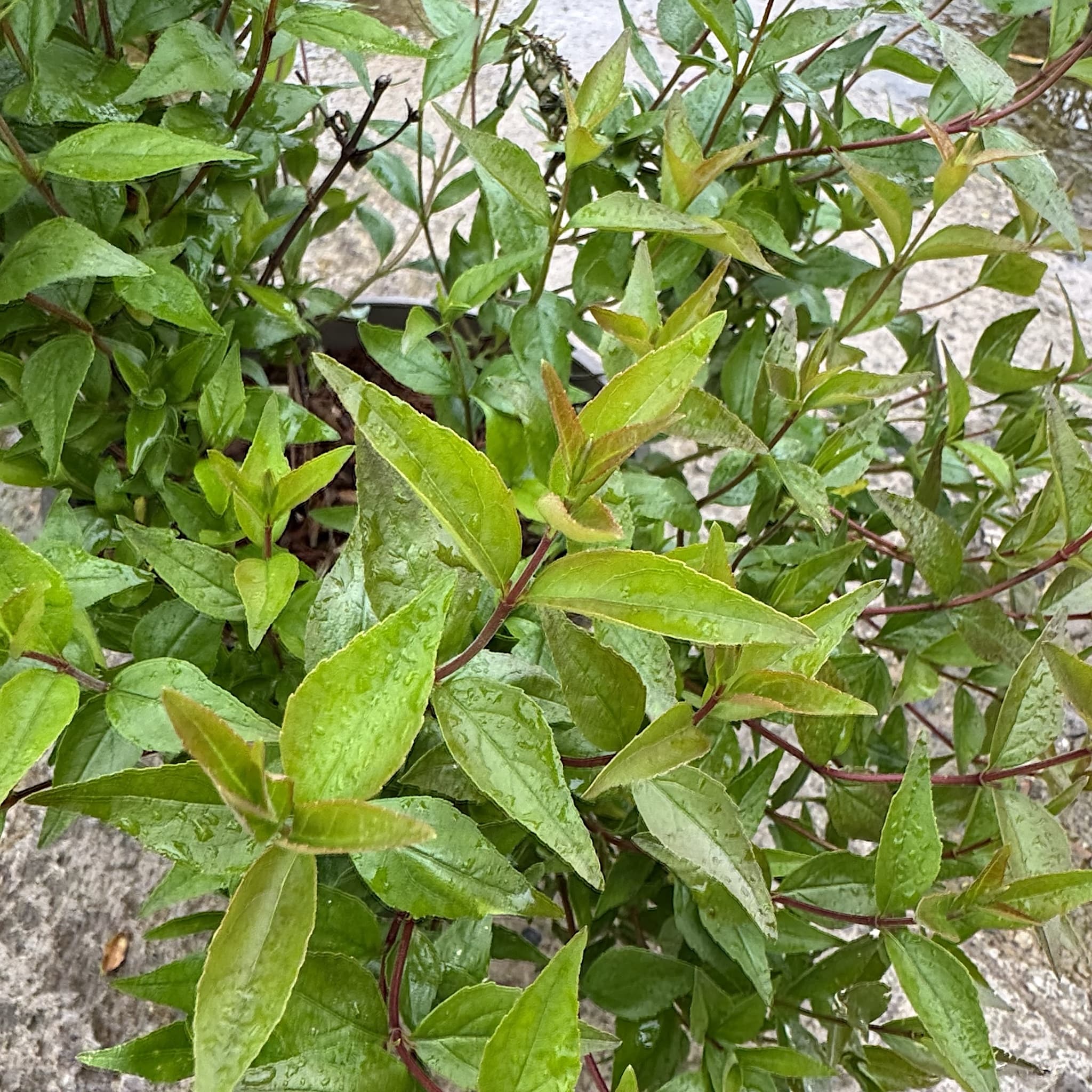 Abelia 'Sherwood'