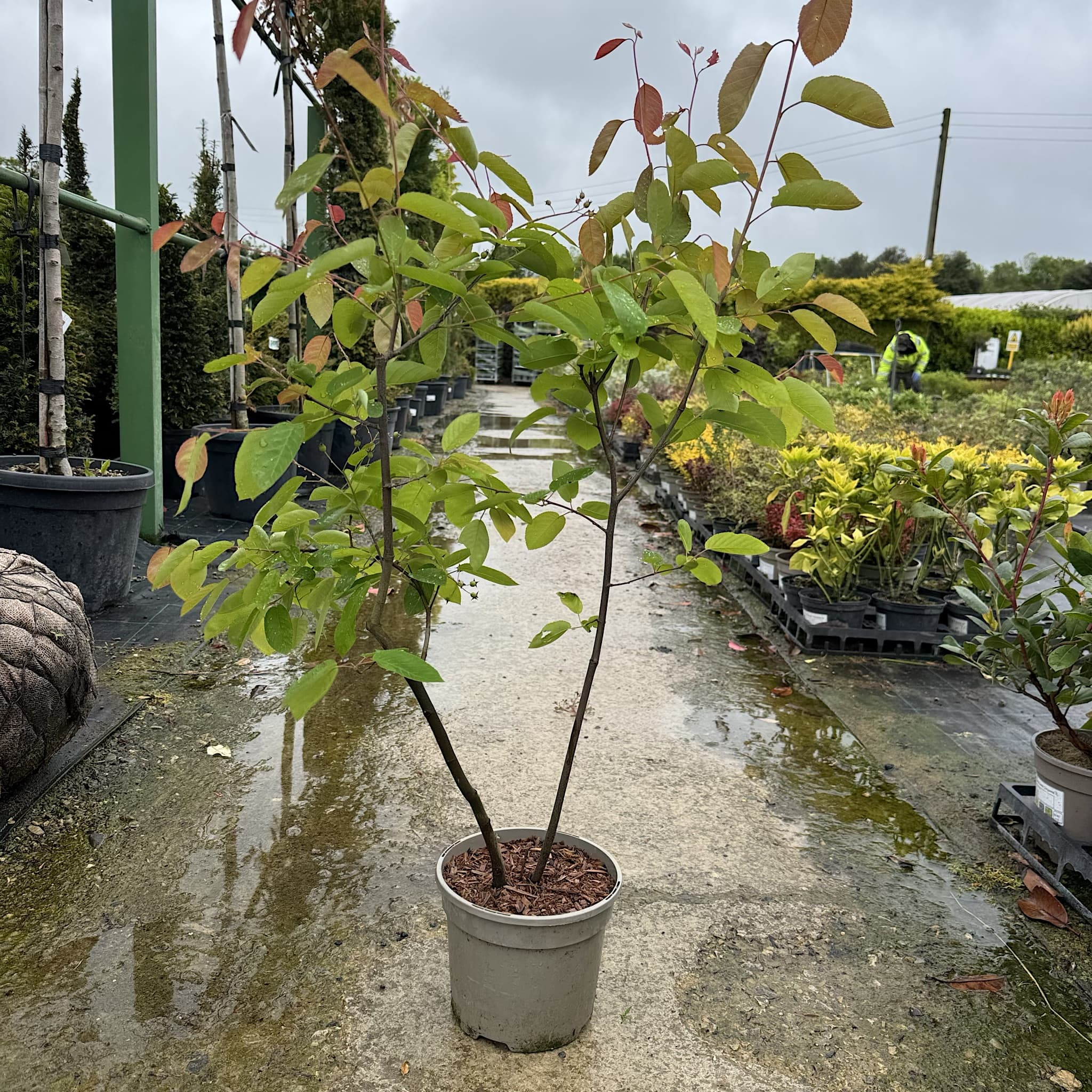 Amelanchier lamarckii