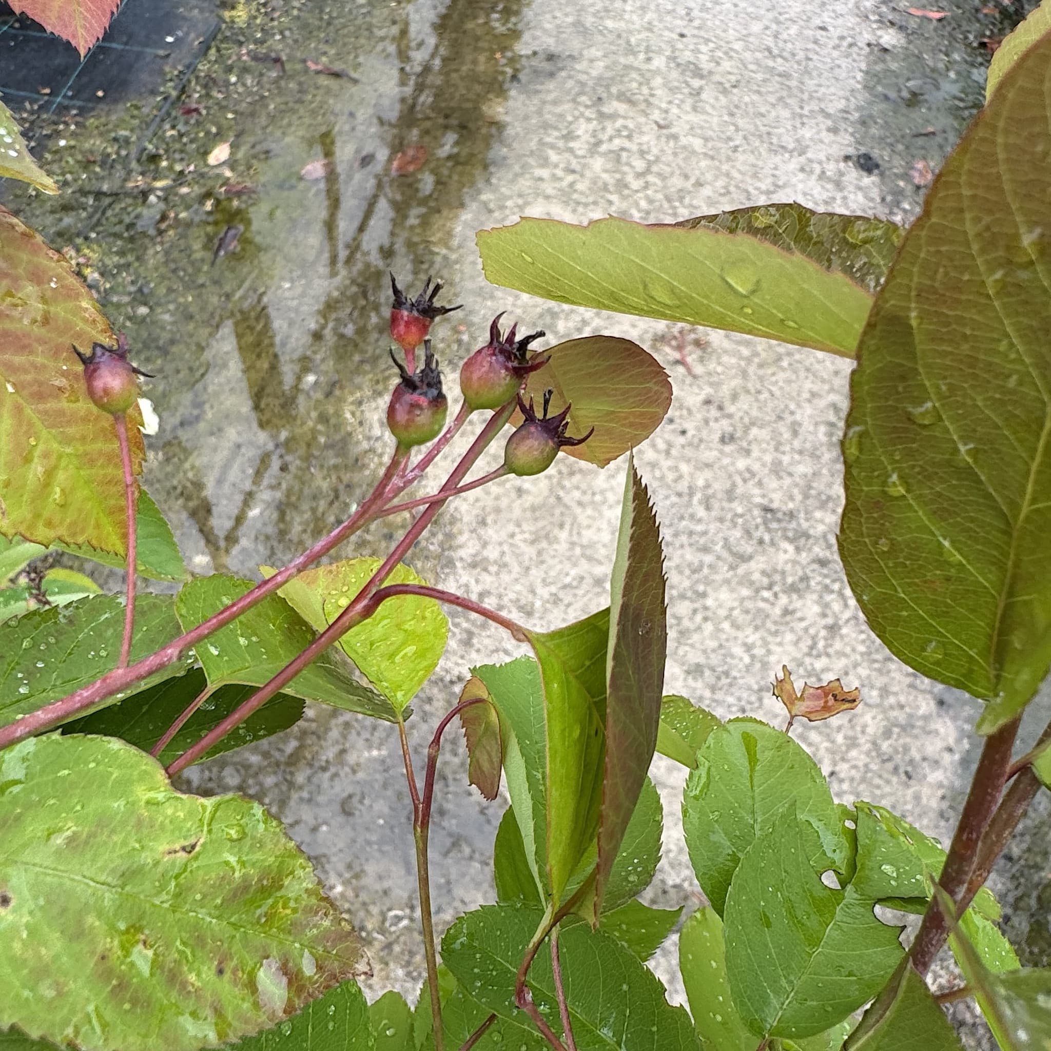 Amelanchier lamarckii