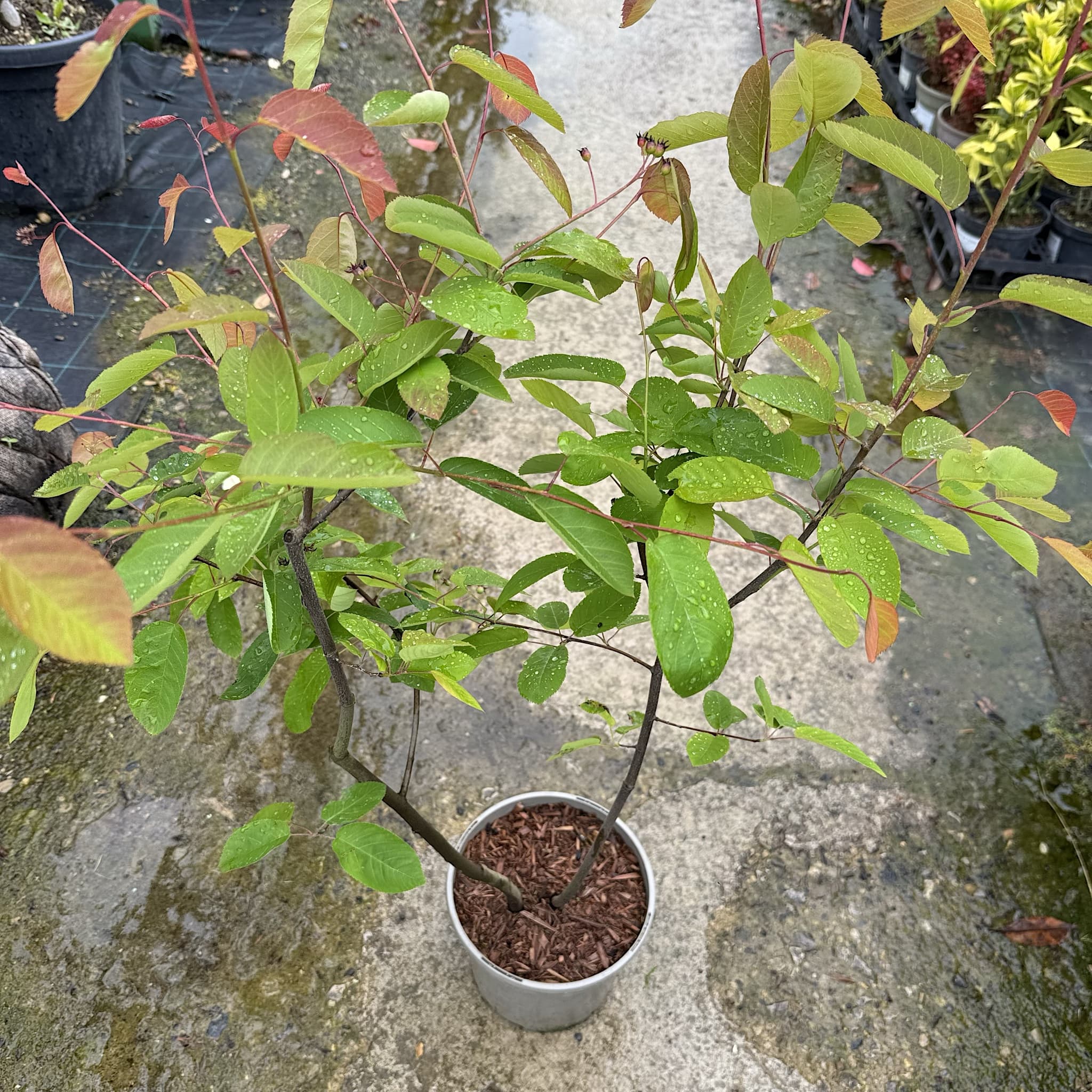 Amelanchier lamarckii