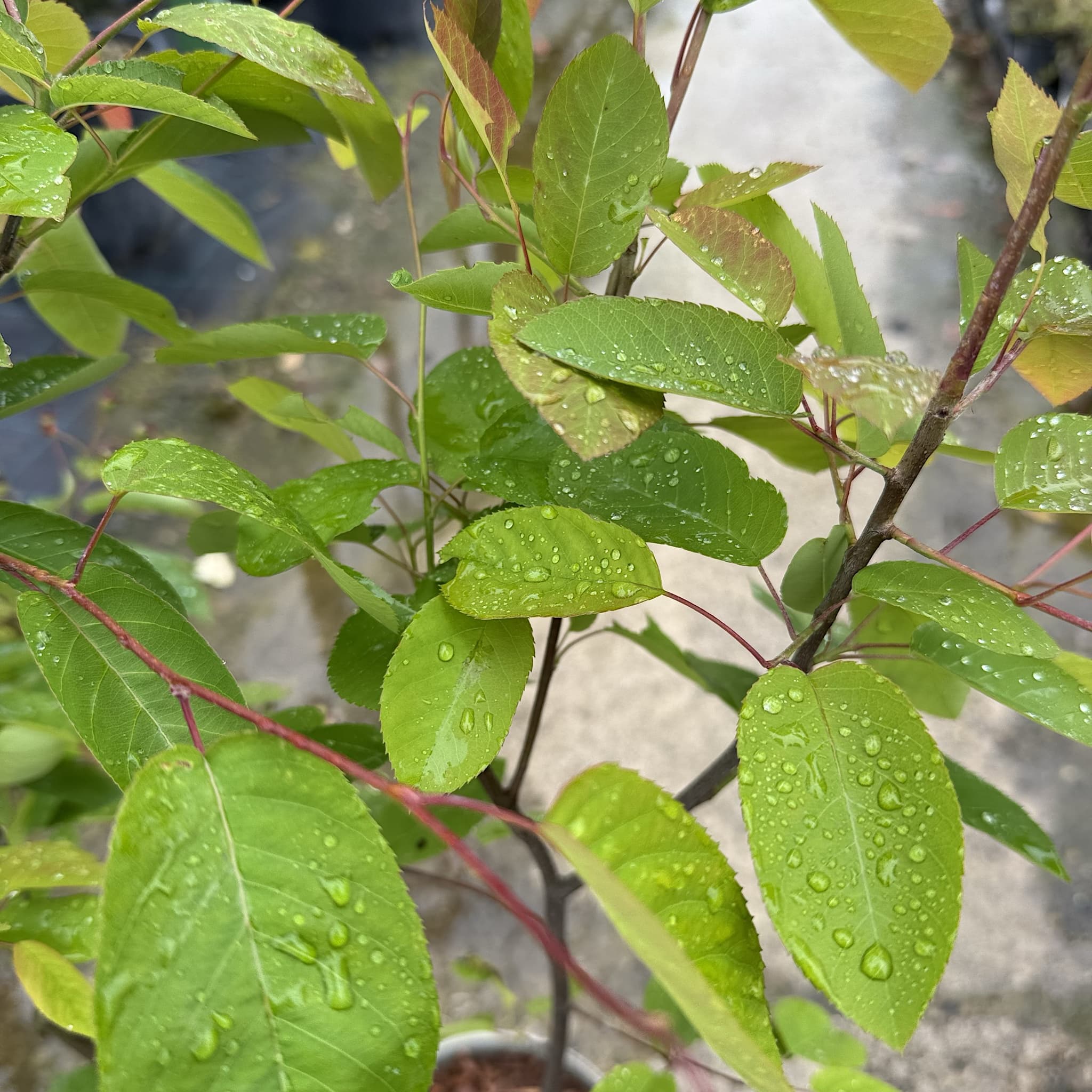 Amelanchier lamarckii