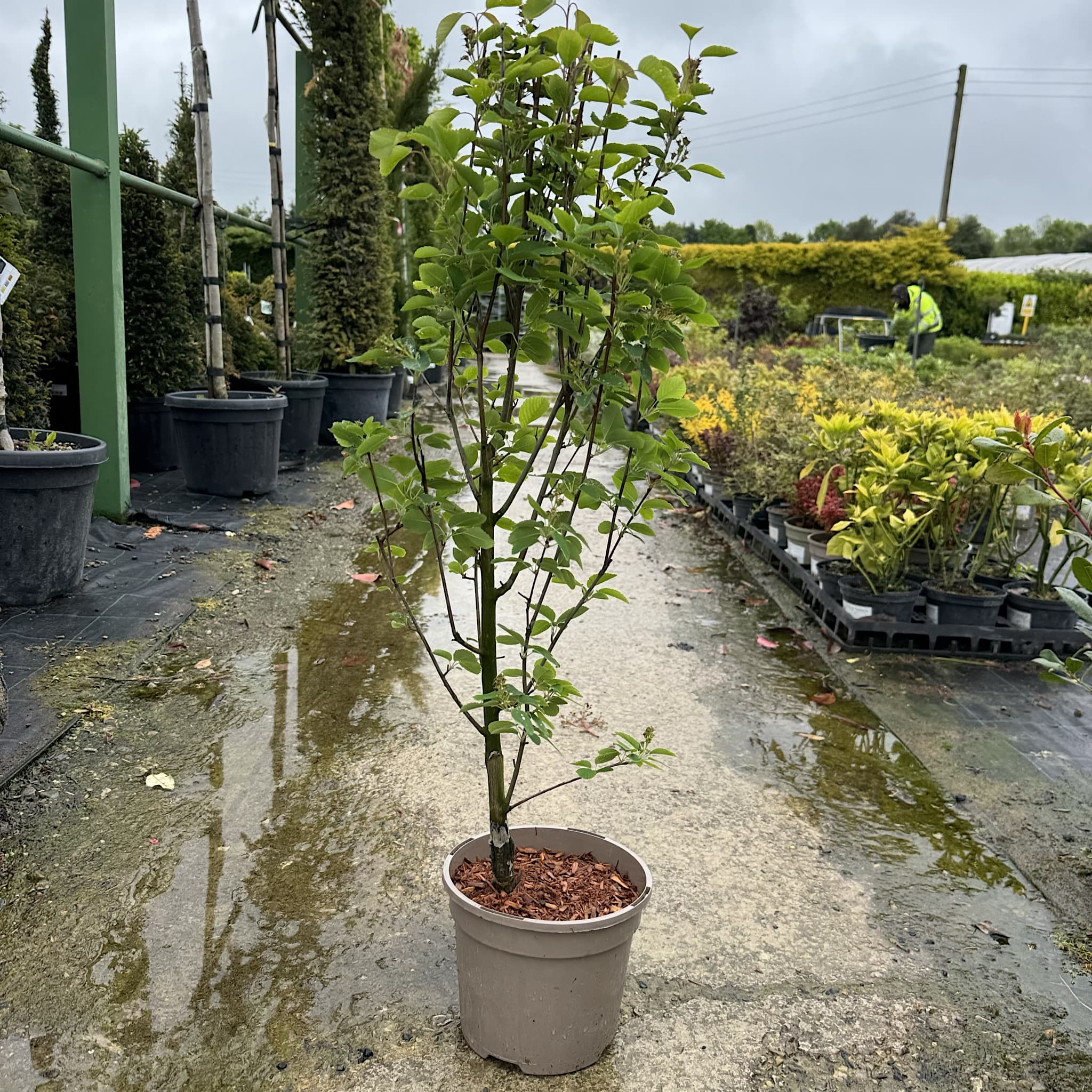 Amelanchier aln 'Obelisk'