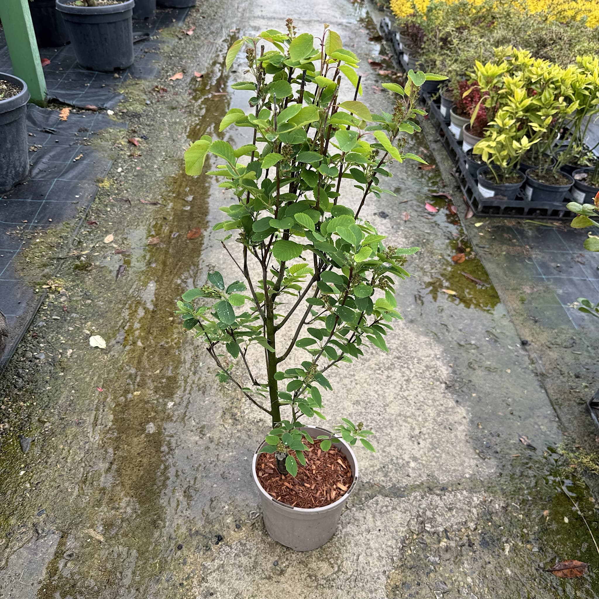 Amelanchier aln 'Obelisk'