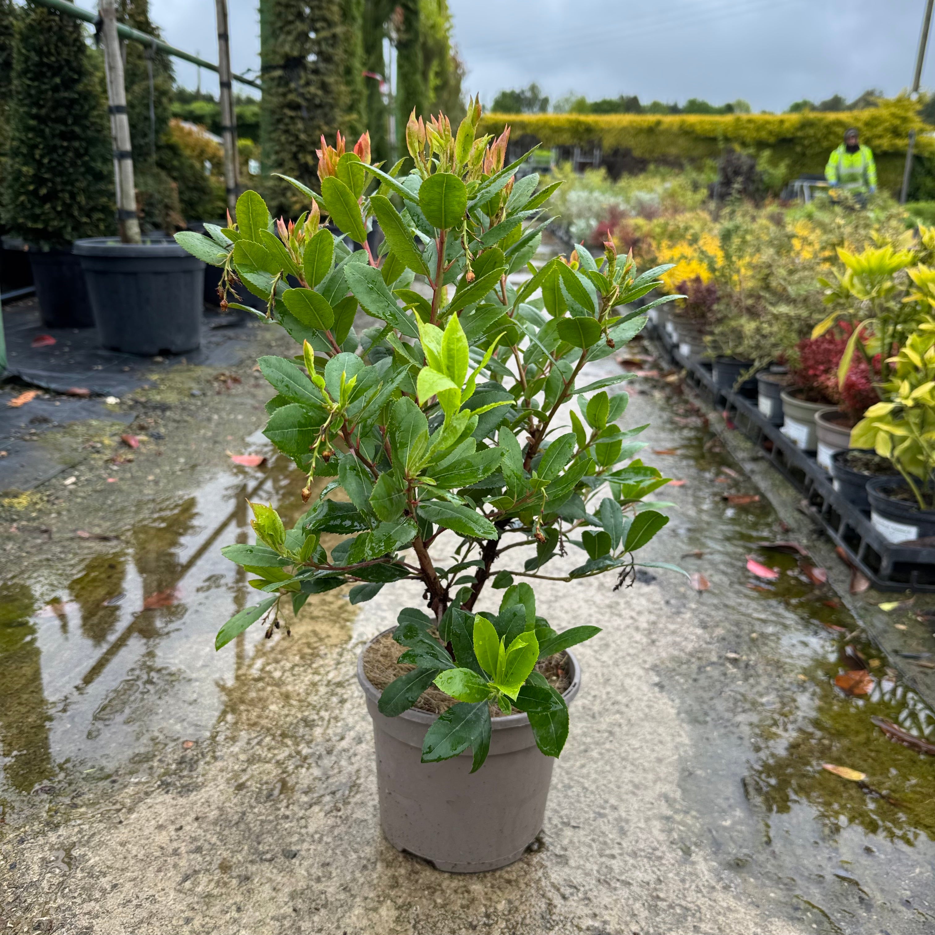 Arbutus unedo 'Compacta'