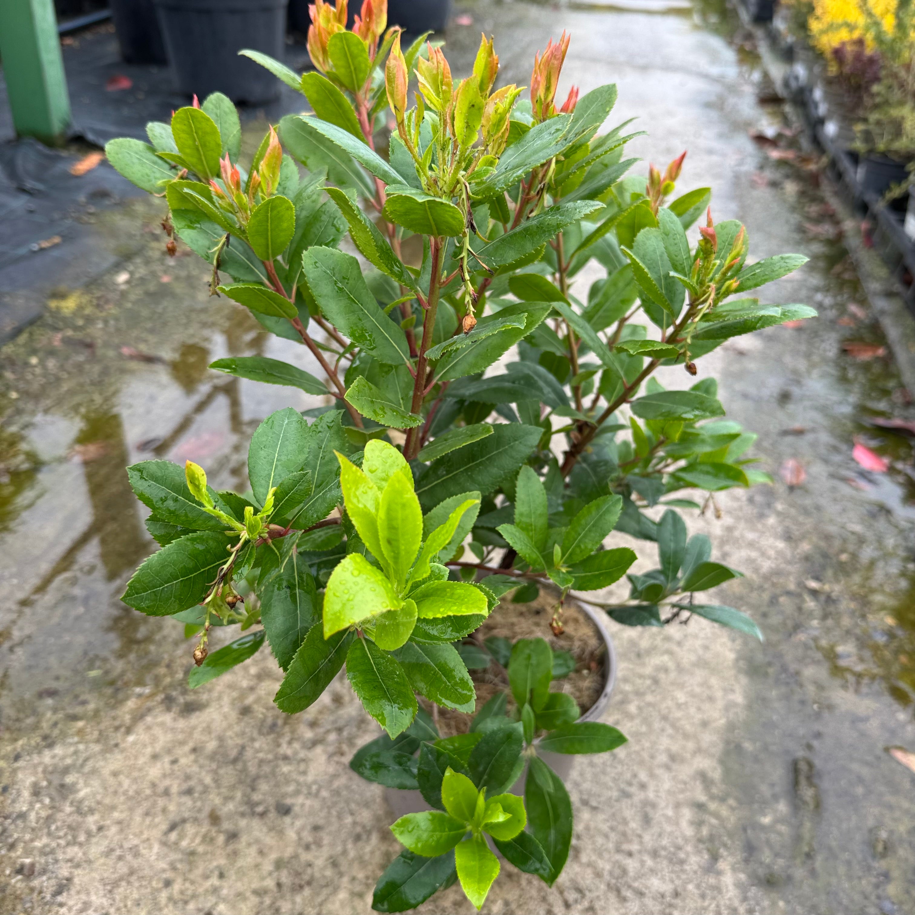 Arbutus unedo 'Compacta'