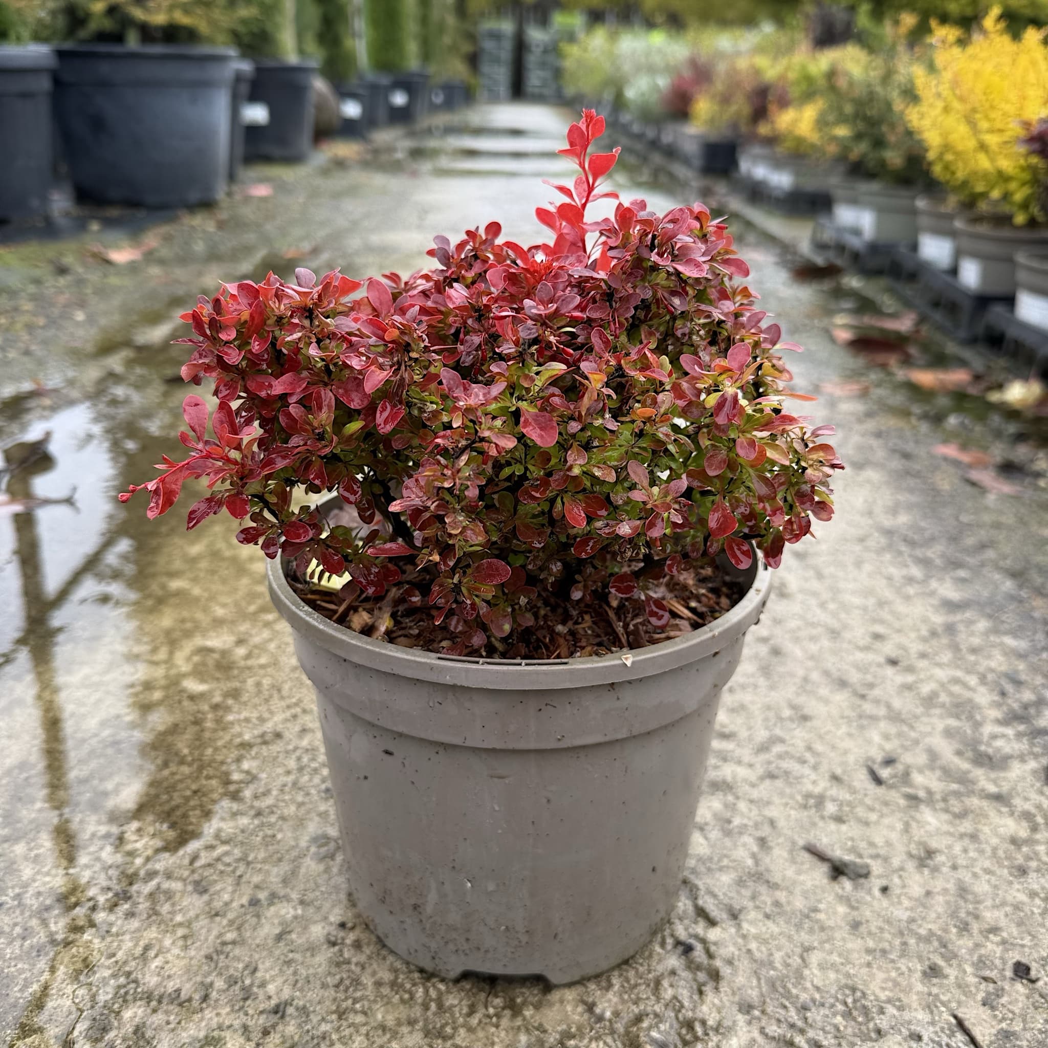 Berberis thunbergii 'Admiration'