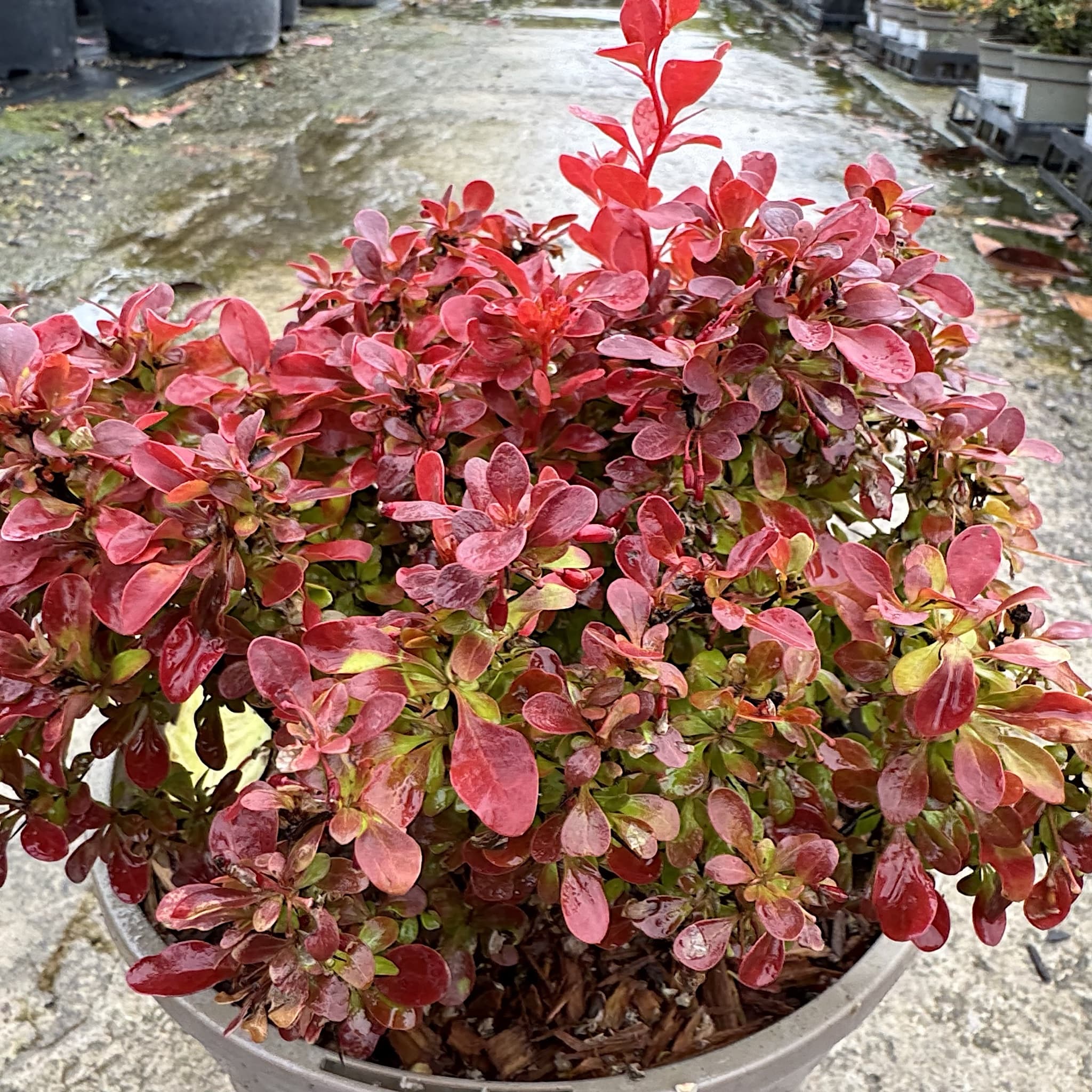 Berberis thunbergii 'Admiration'