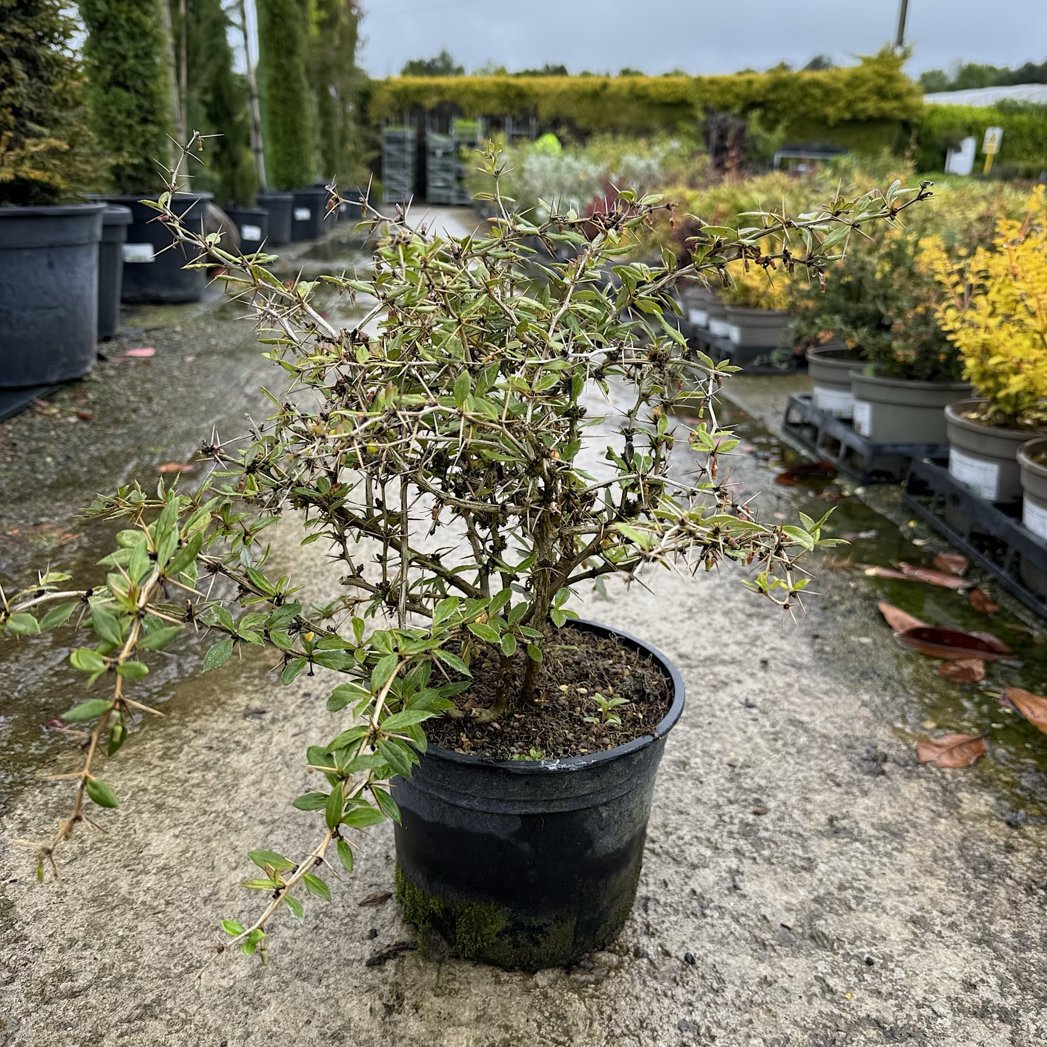 Berberis frikartii 'Amstelveen'