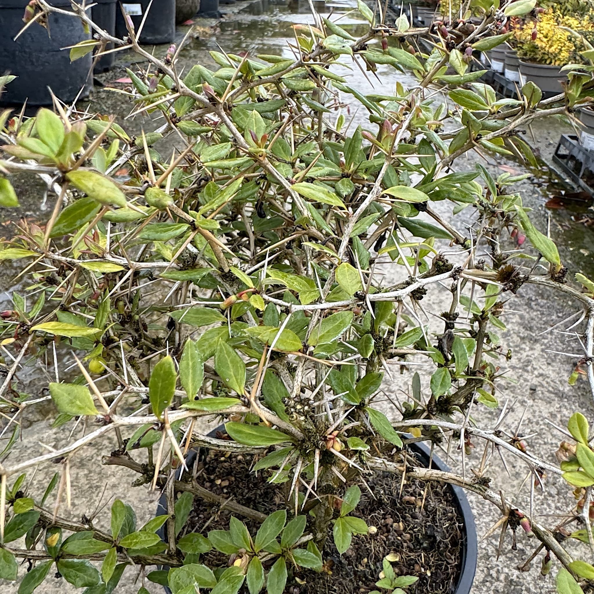 Berberis frikartii 'Amstelveen'
