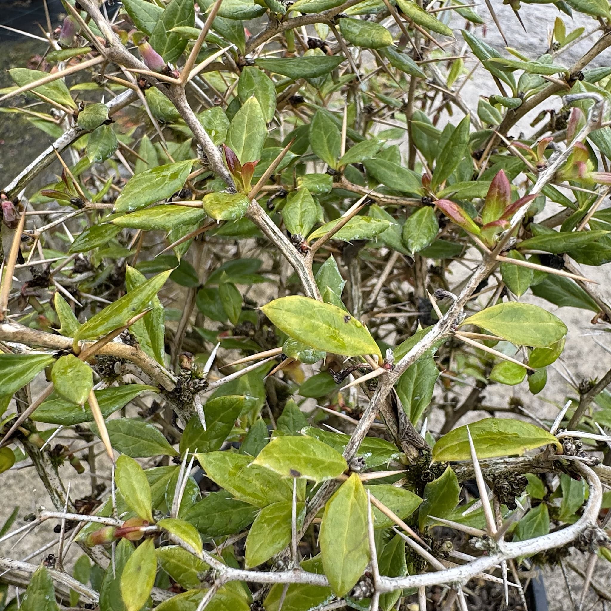 Berberis frikartii 'Amstelveen'