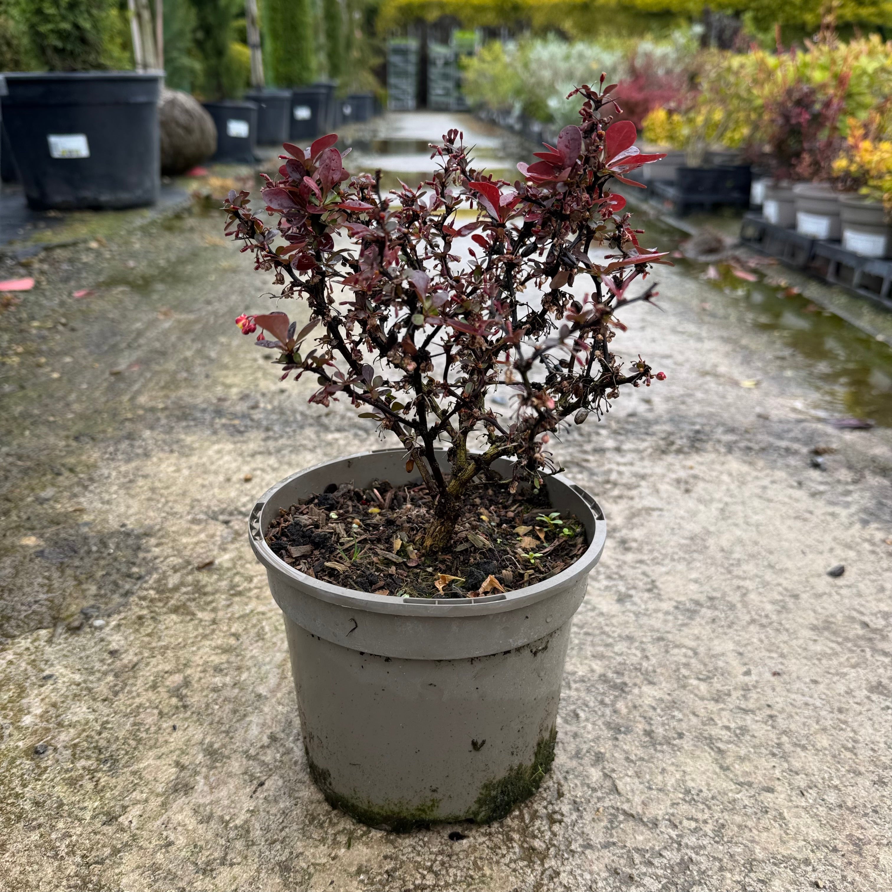 Berberis thunb. 'Atrop. Nana'
