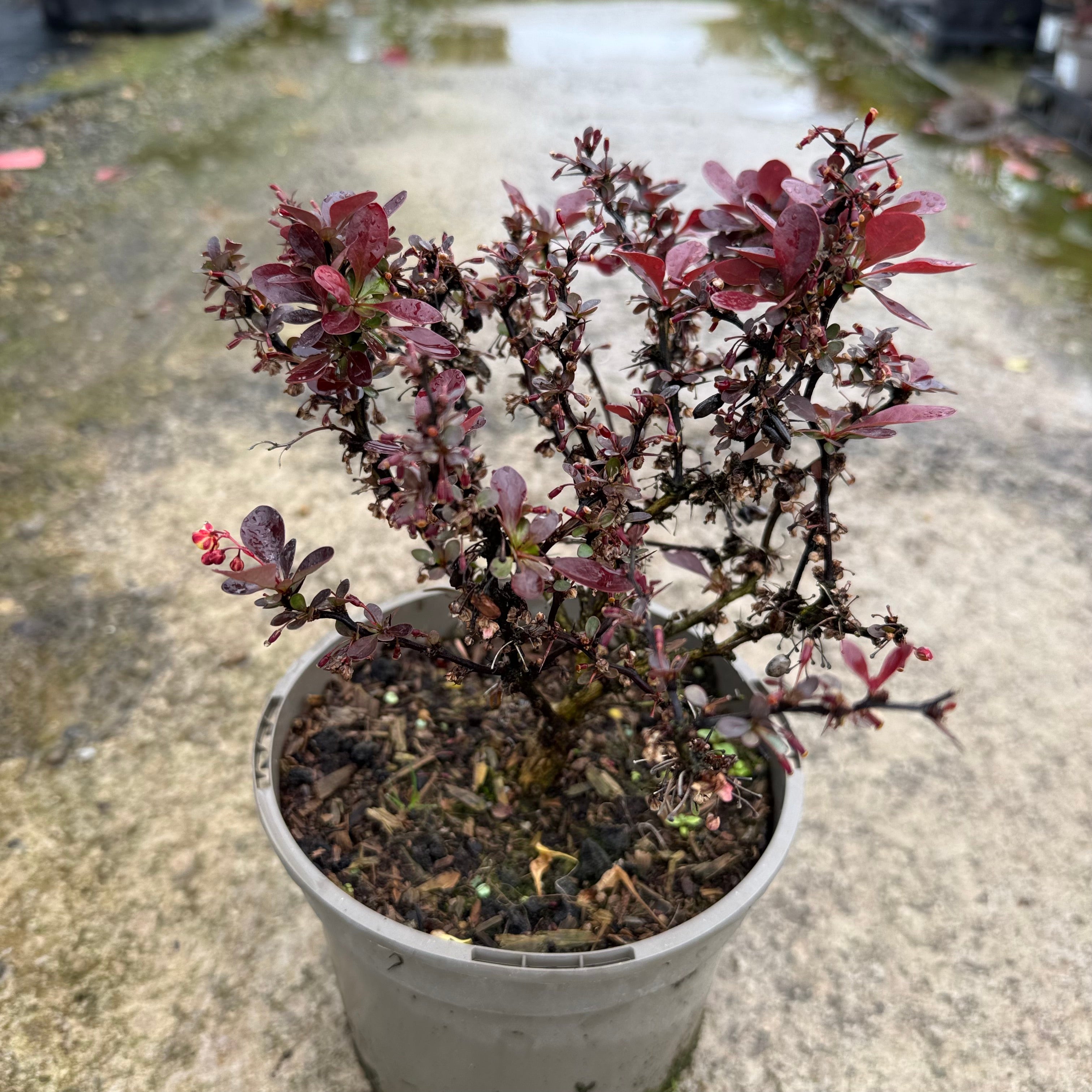 Berberis thunb. 'Atrop. Nana'