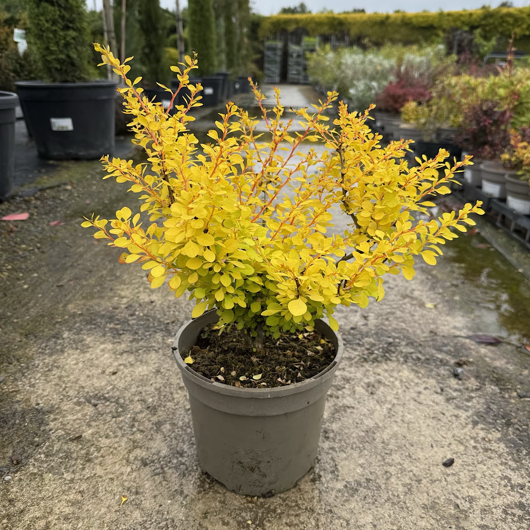 Berberis thunb. 'Aurea'