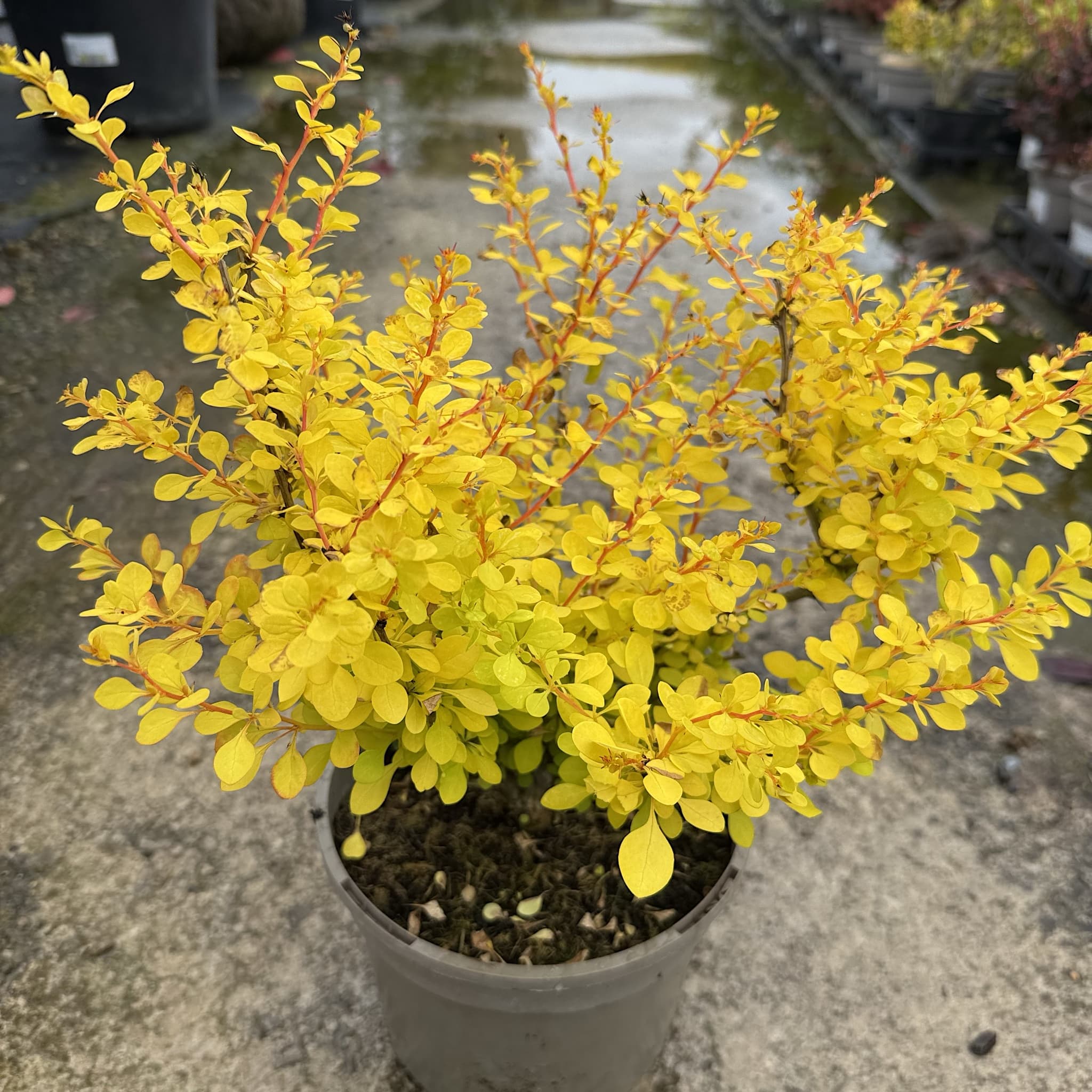 Berberis thunb. 'Aurea'