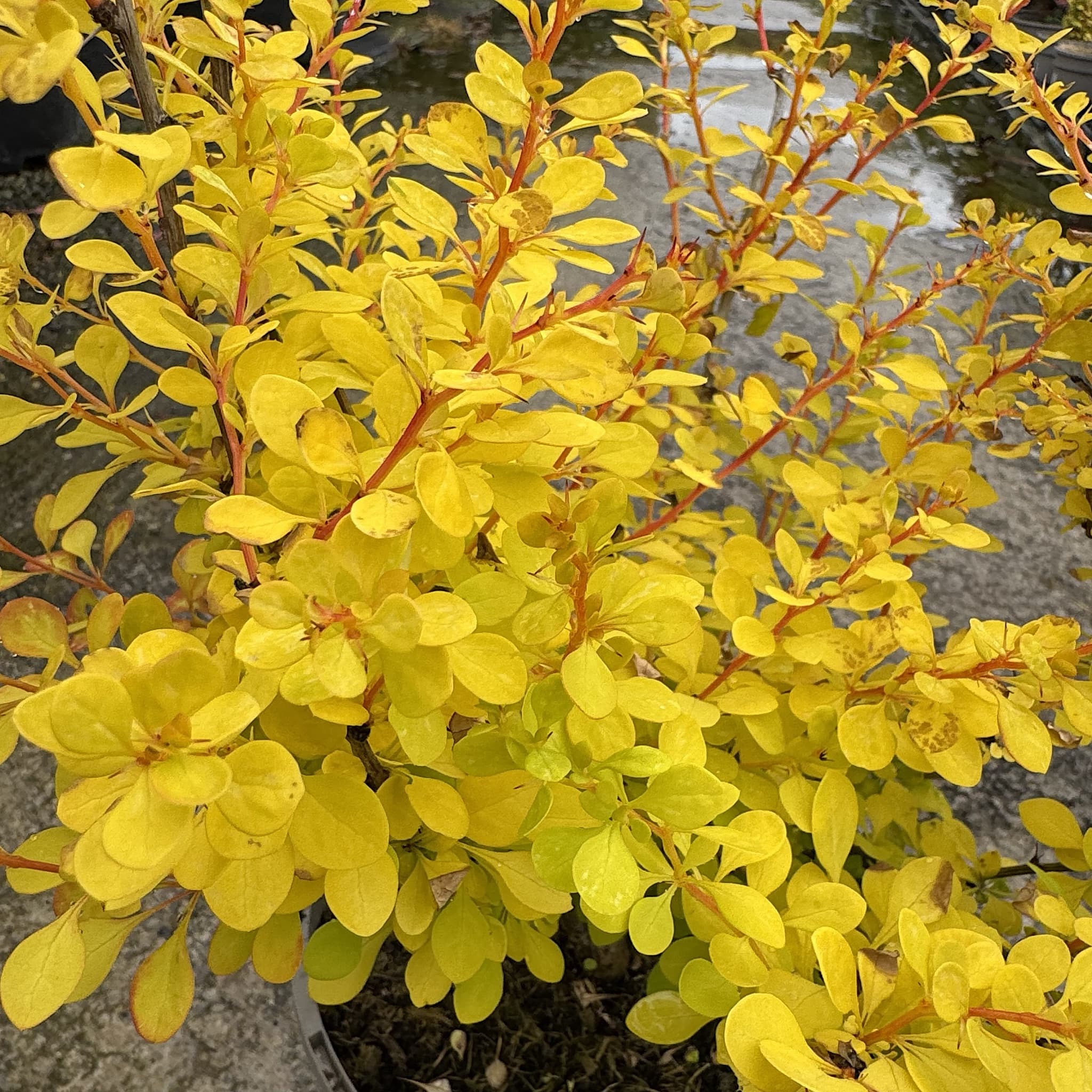 Berberis thunb. 'Aurea'