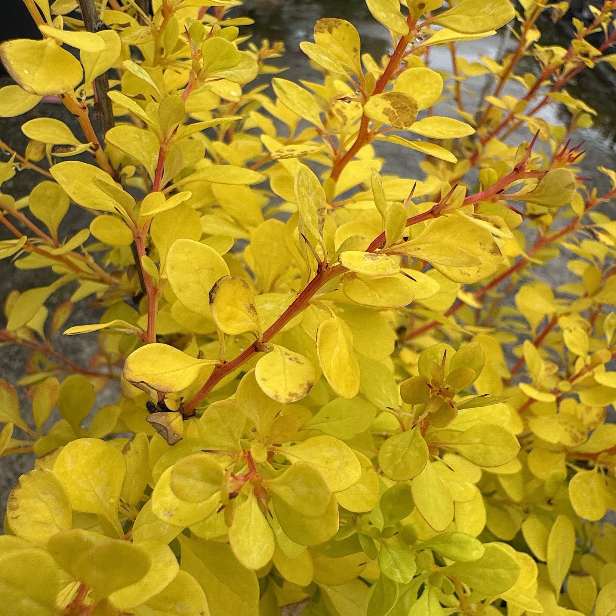 Berberis thunb. 'Aurea'