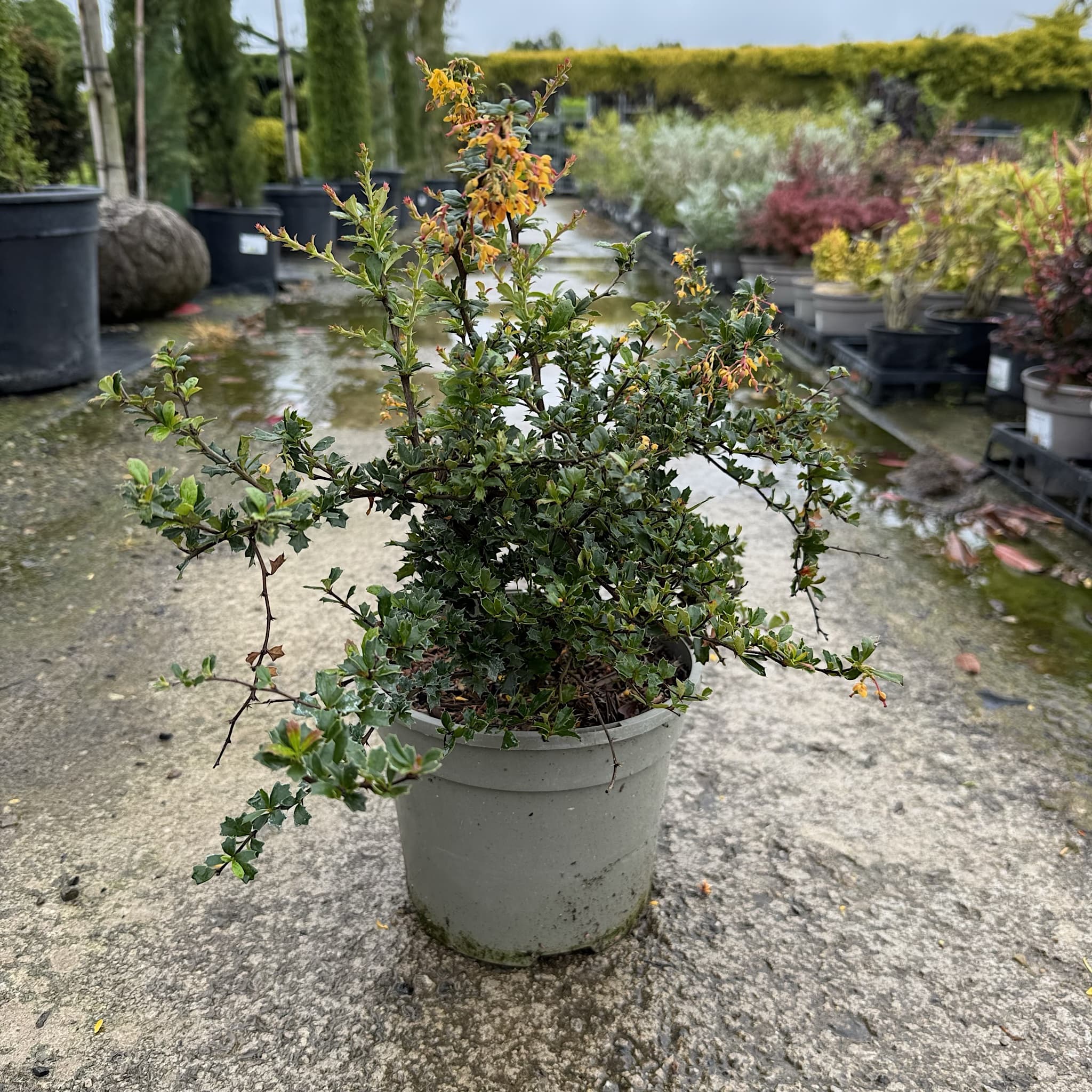 Berberis darwinii 'Compacta'