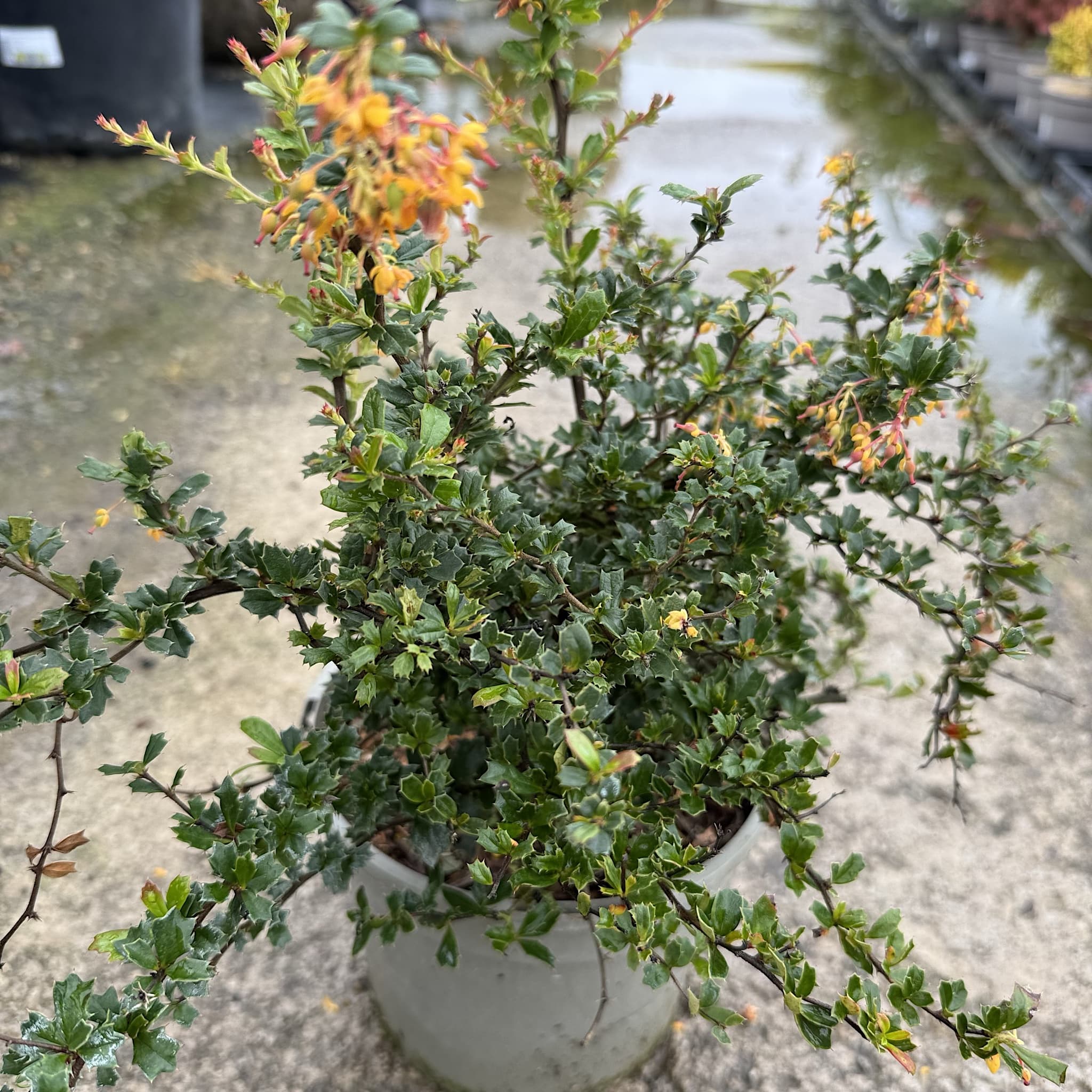 Berberis darwinii 'Compacta'