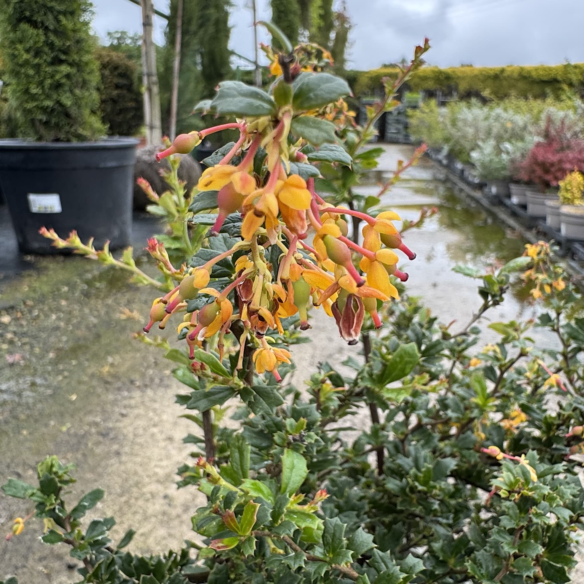 Berberis darwinii 'Compacta'