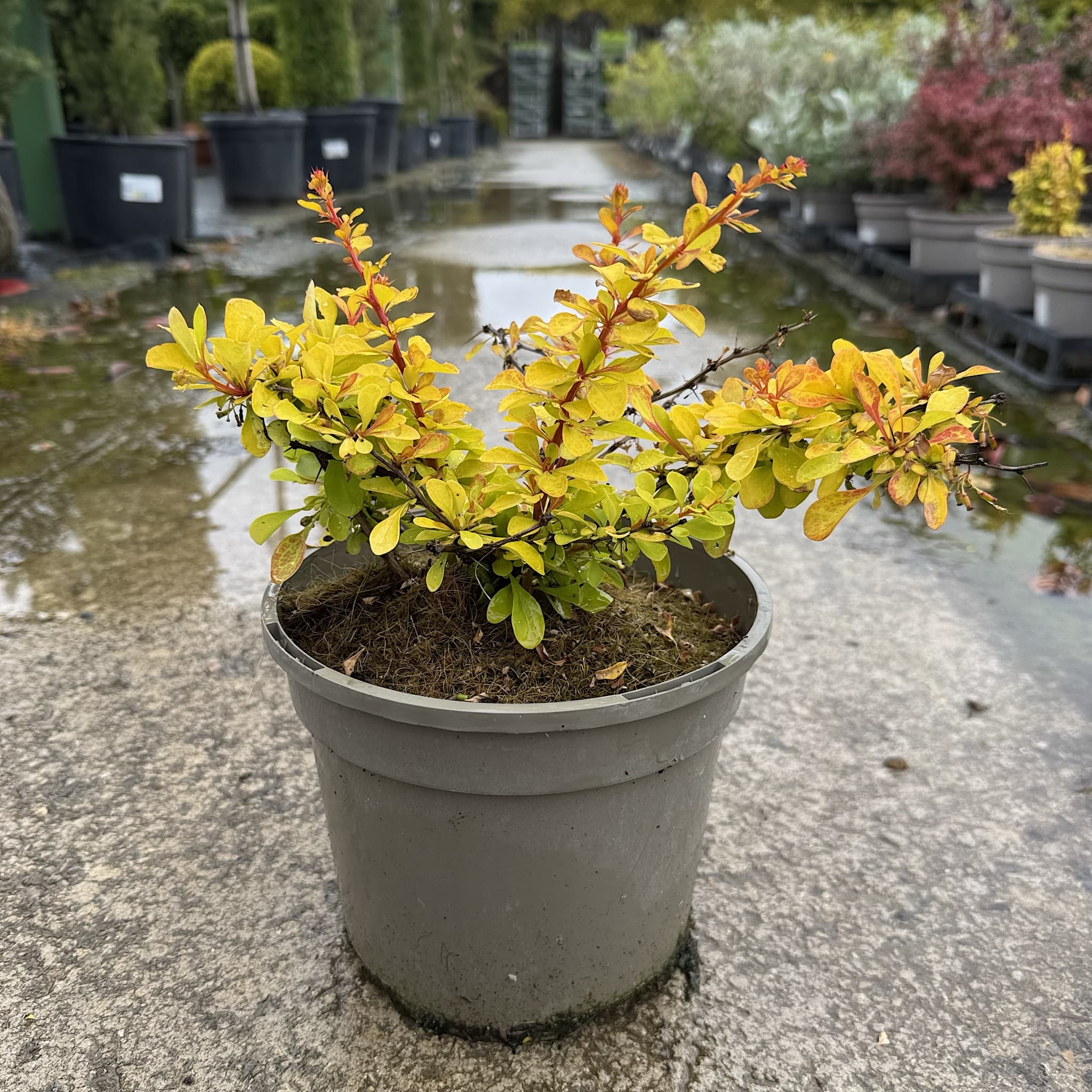 Berberis thunb. 'Diabolicum'