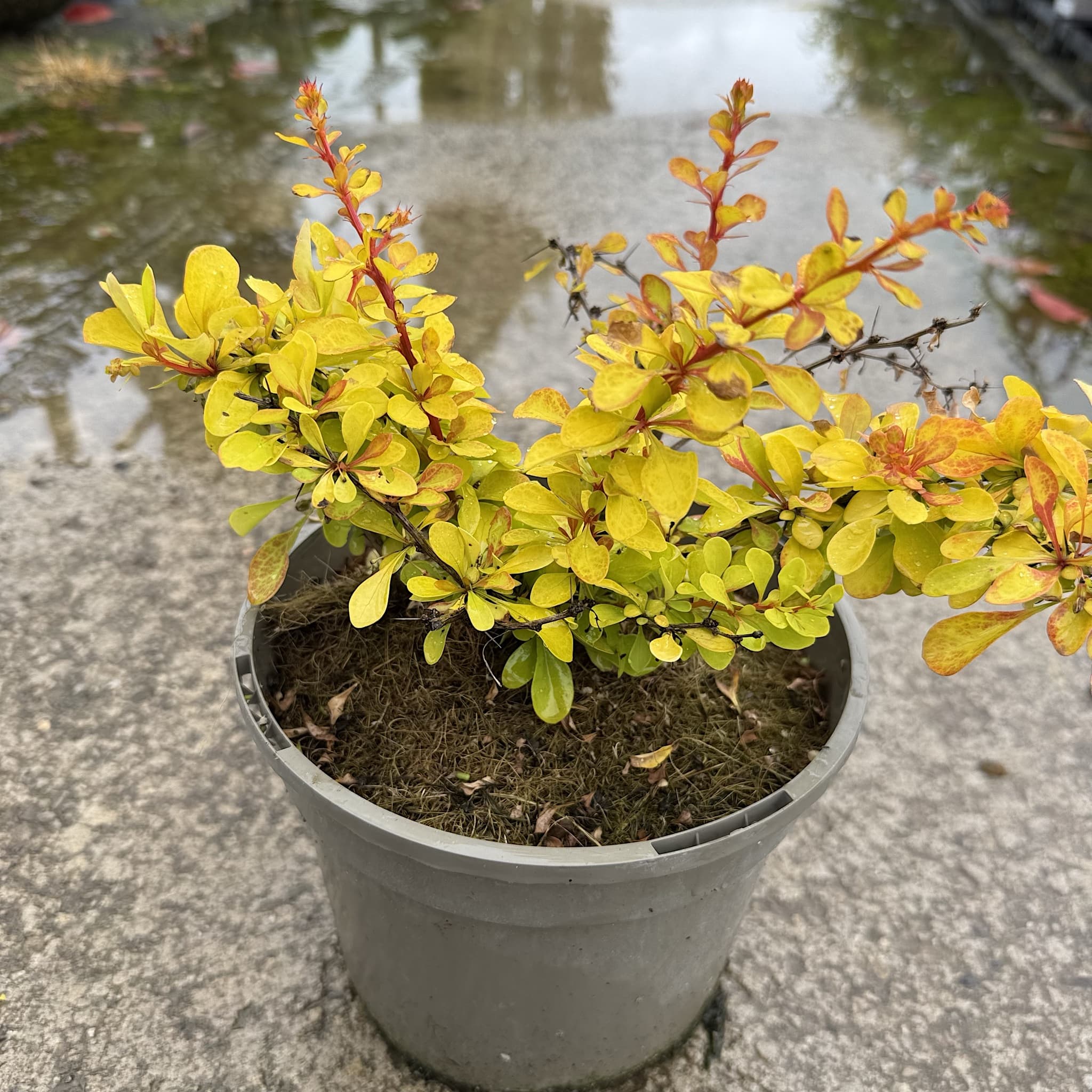 Berberis thunb. 'Diabolicum'
