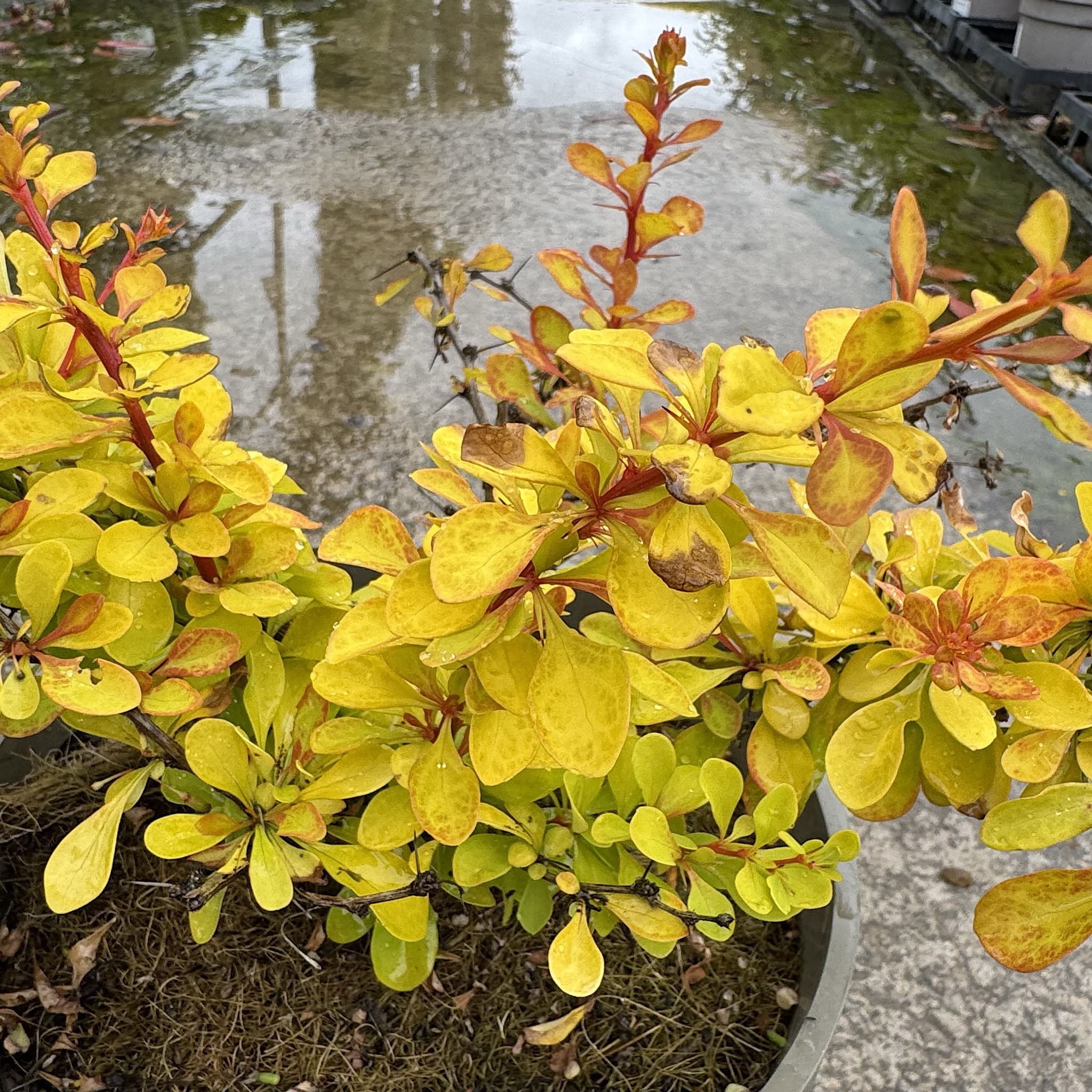 Berberis thunb. 'Diabolicum'
