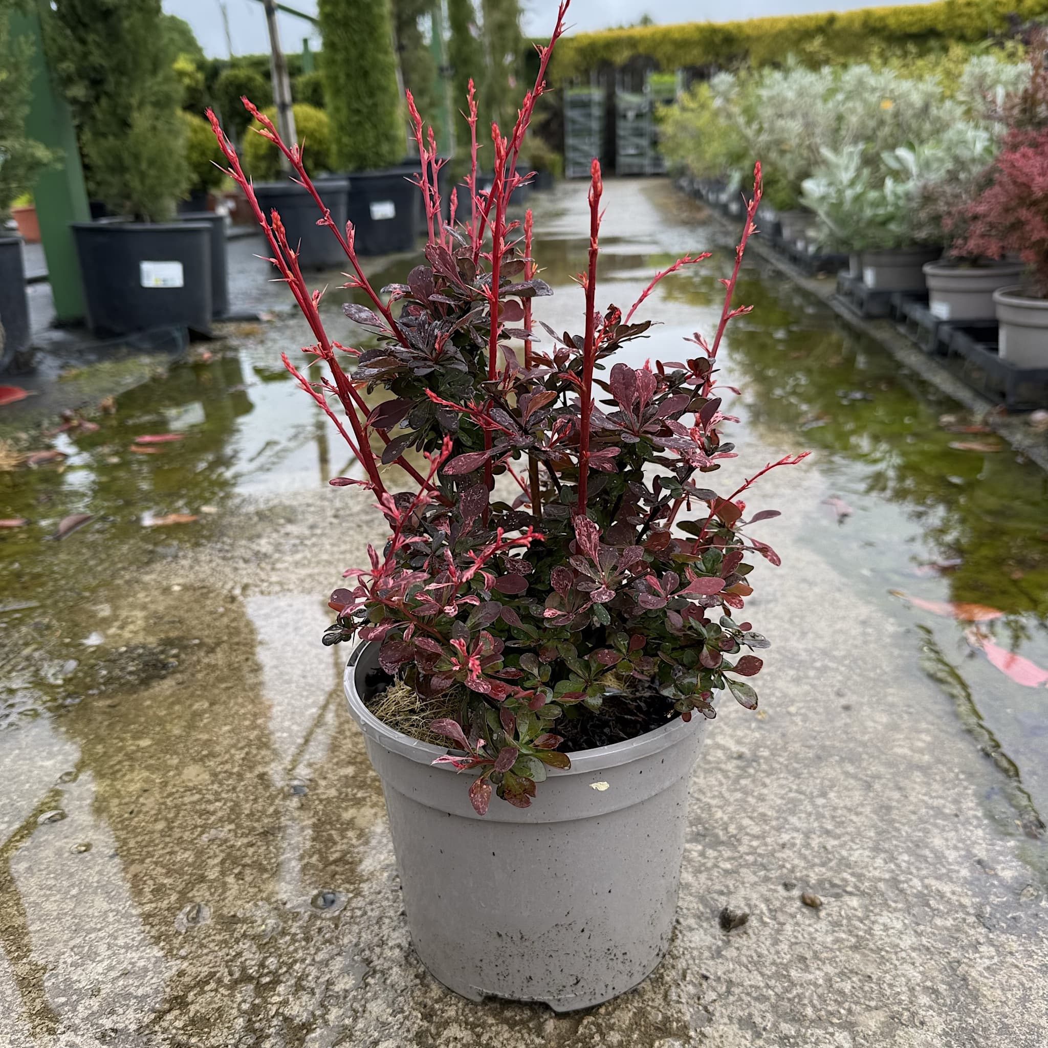 Berberis thunb. 'Harlequin'
