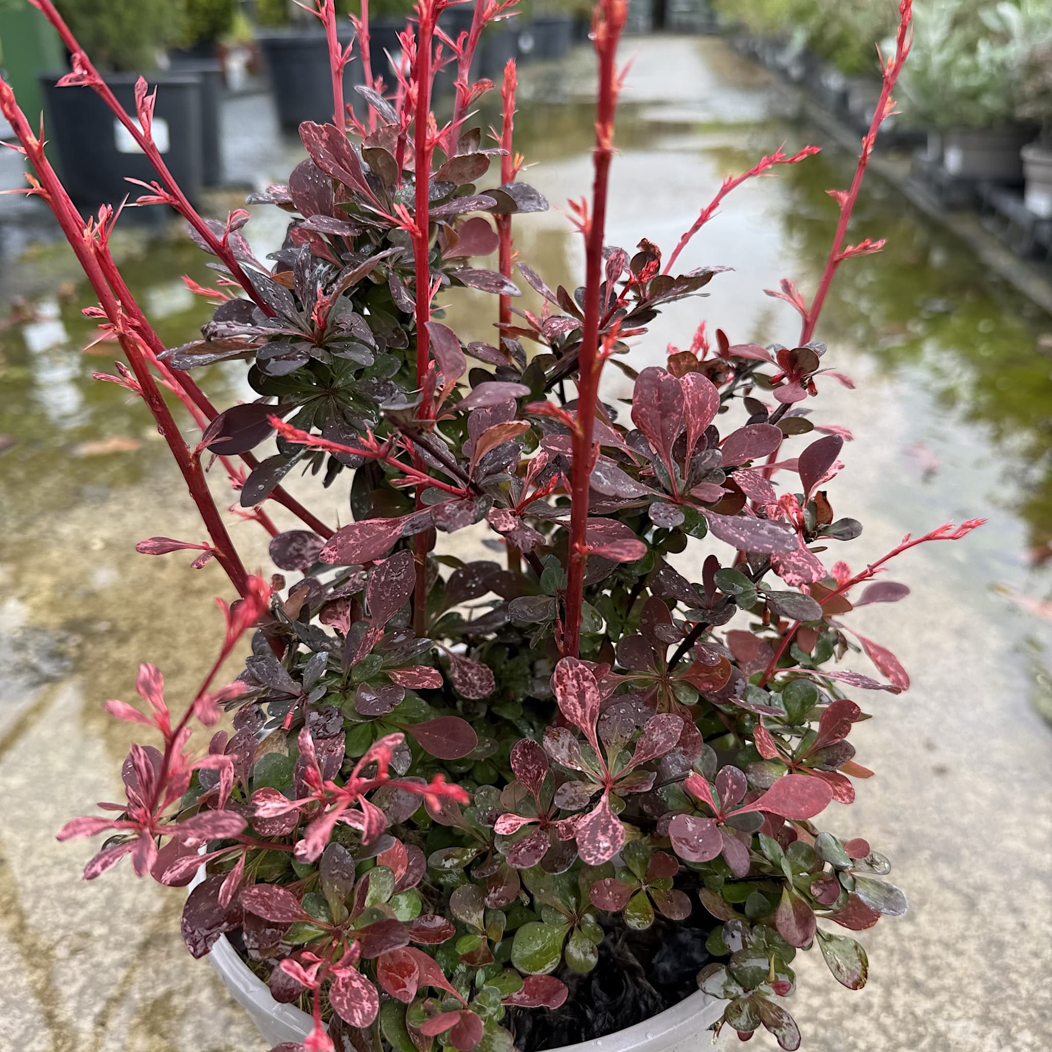 Berberis thunb. 'Harlequin'