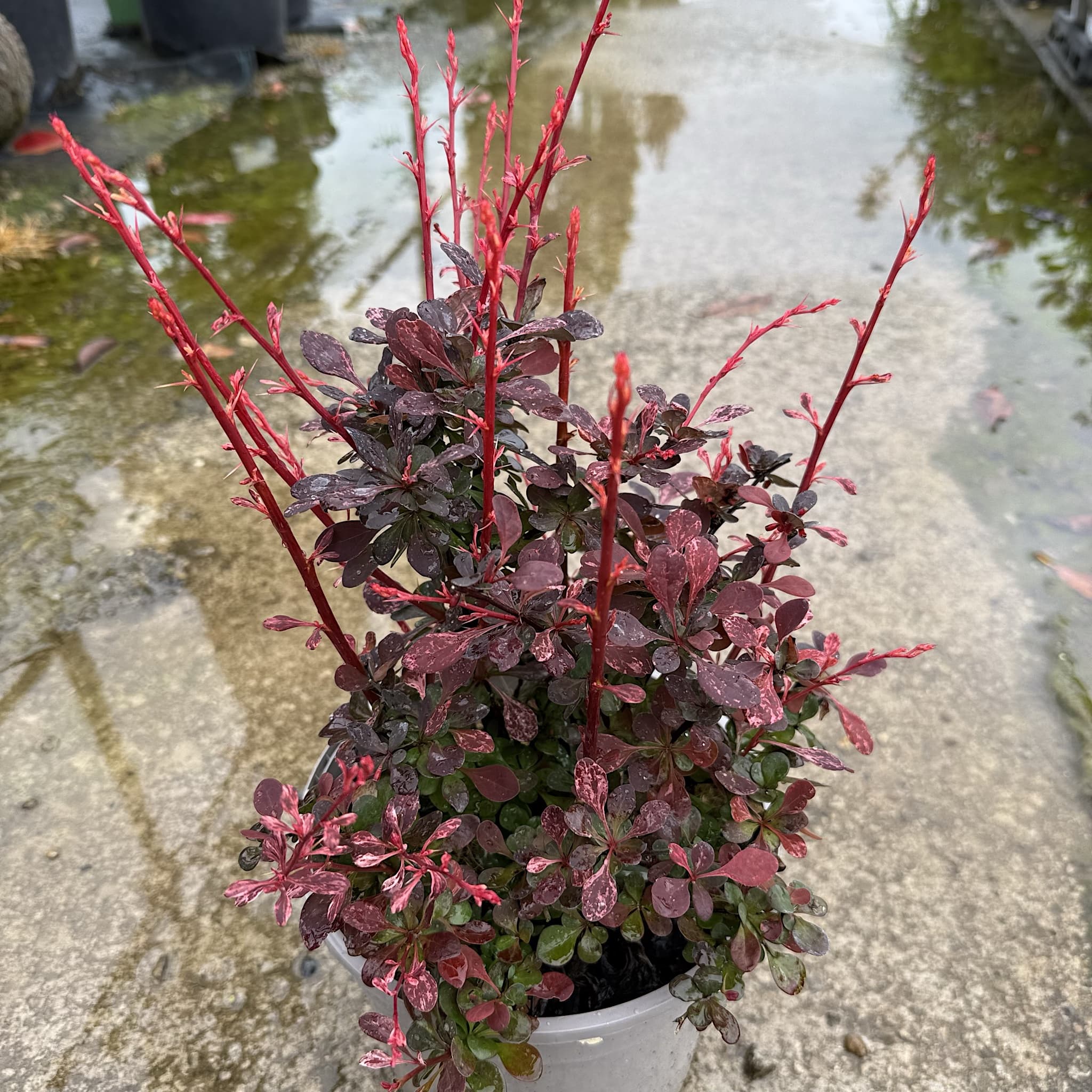 Berberis thunb. 'Harlequin'