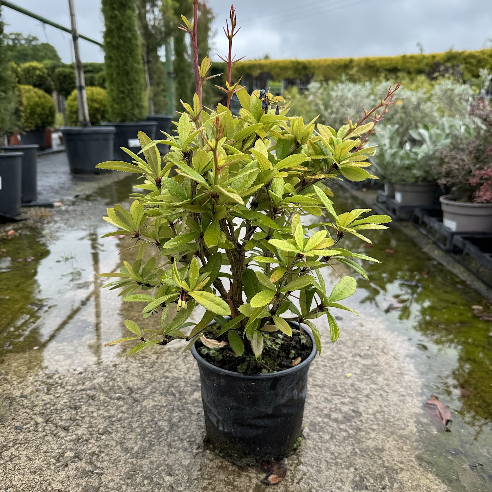 Berberis julianae