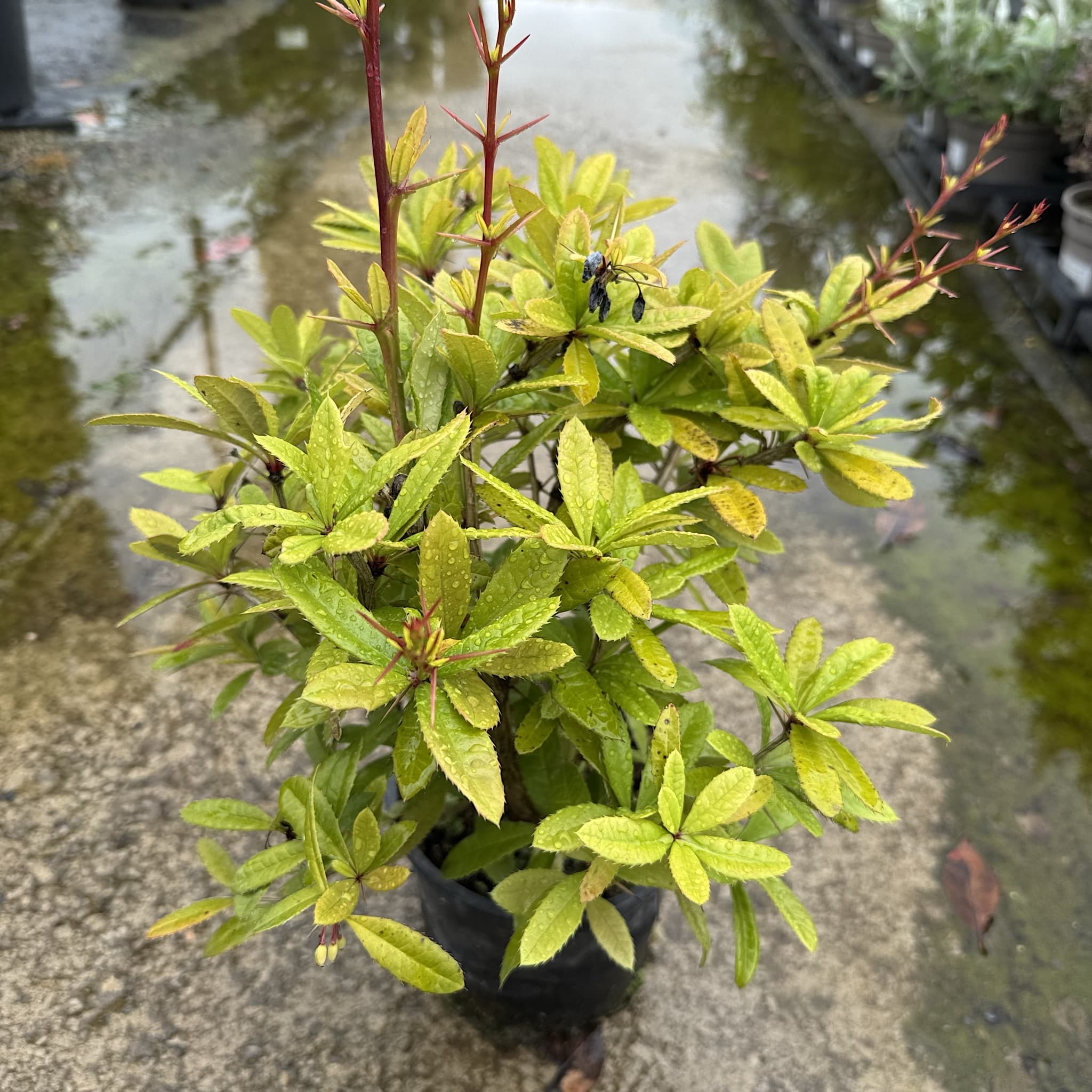 Berberis julianae