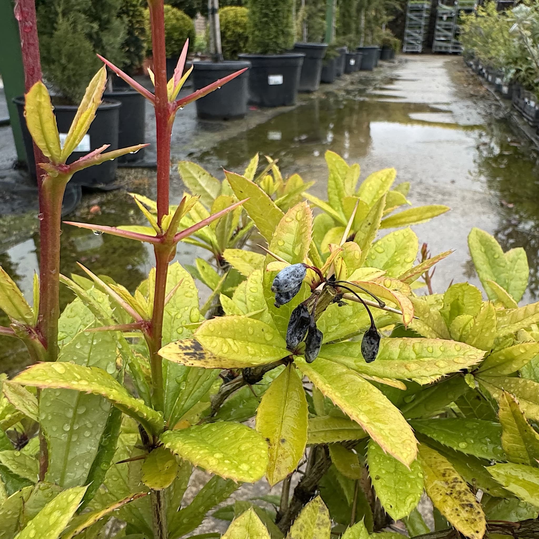 Berberis julianae