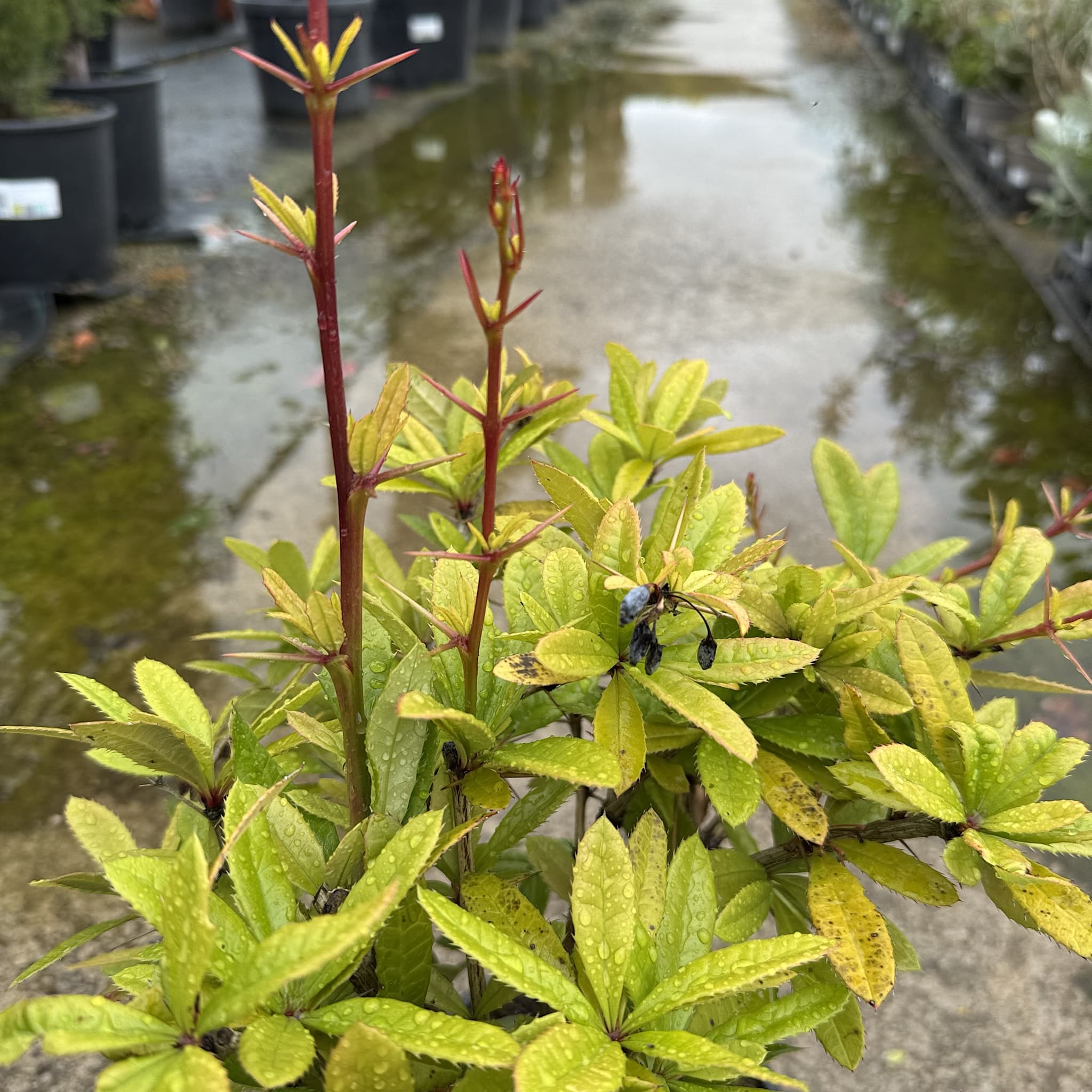 Berberis julianae